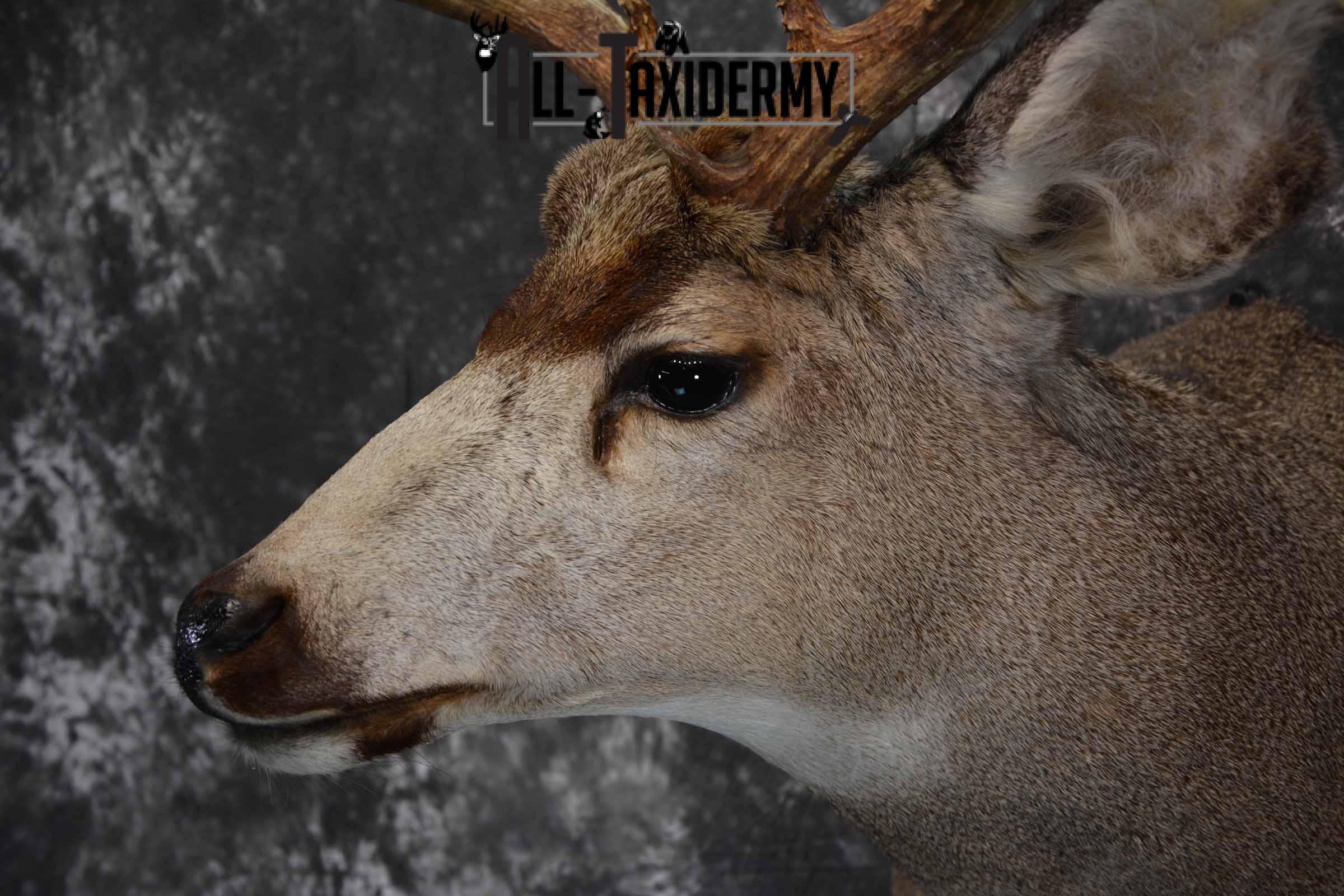 Mule Deer Taxidermy mount for sale SKU 1267 - Image 7