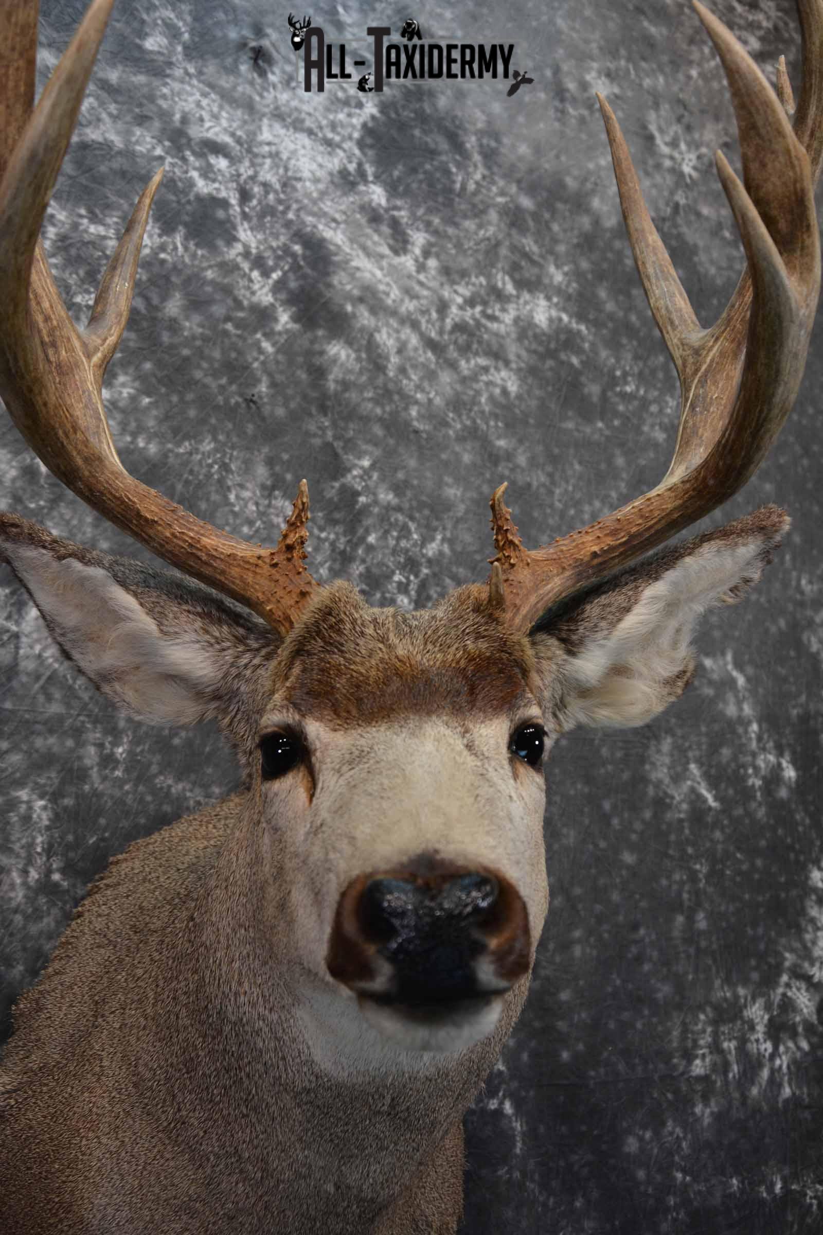 Mule Deer Taxidermy mount for sale SKU 1267 - Image 8