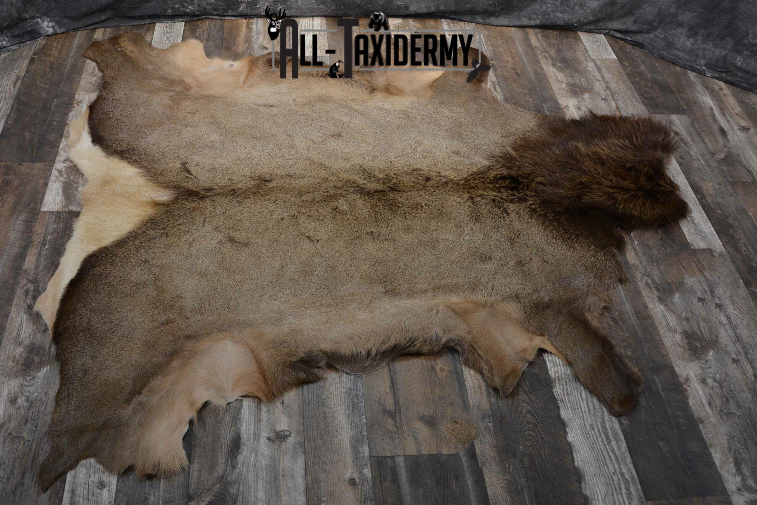 Elk Hide Taxidermy for sale SKU 1206 - Image 2