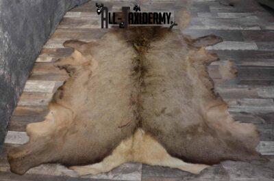 Elk Hide Taxidermy for sale SKU 1206