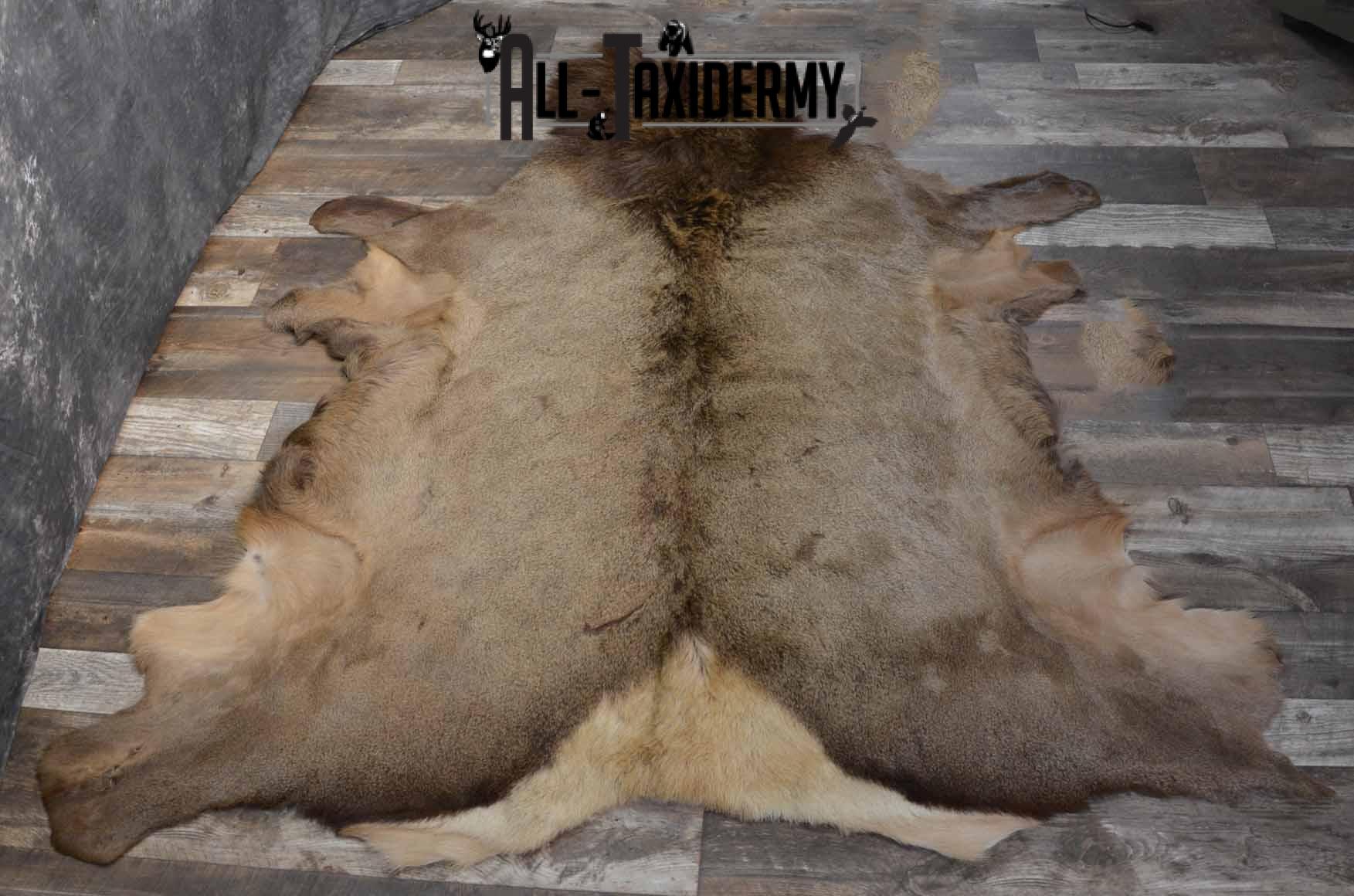 Elk Hide Taxidermy for sale SKU 1206