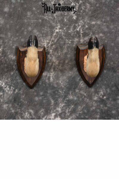 Whitetail taxidermy deer feet for sale SKU 1269