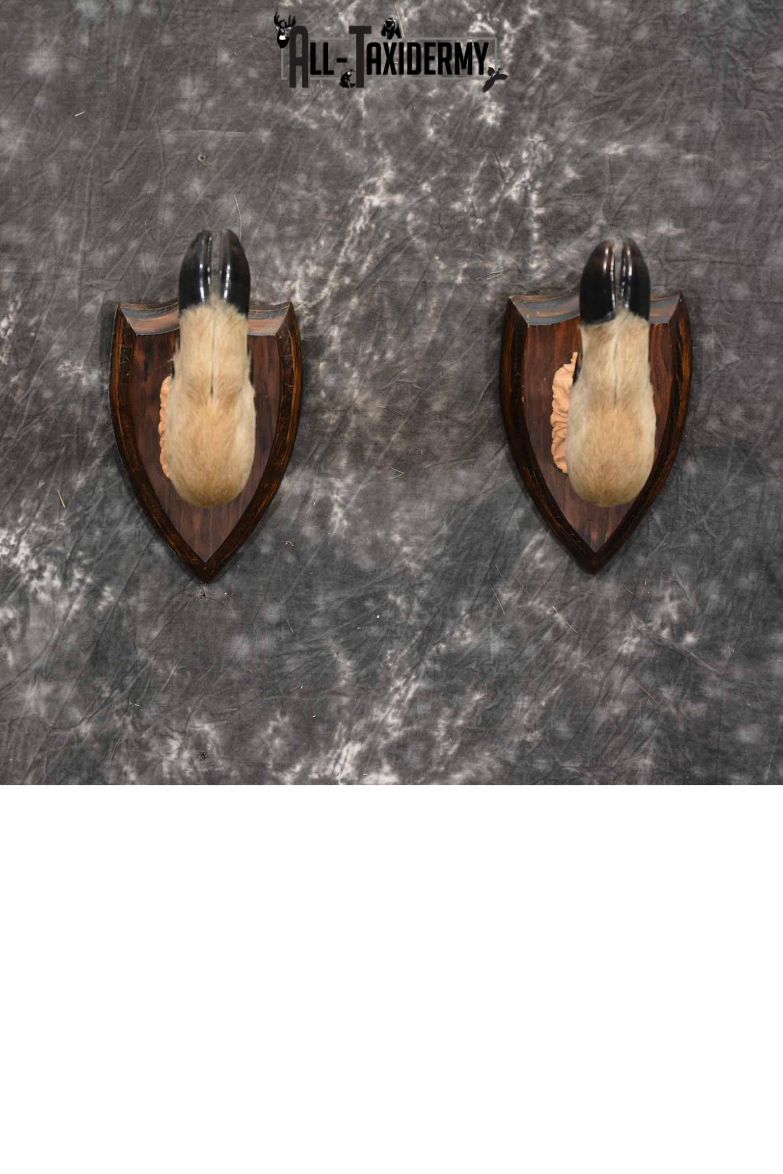 Whitetail taxidermy deer feet for sale SKU 1269