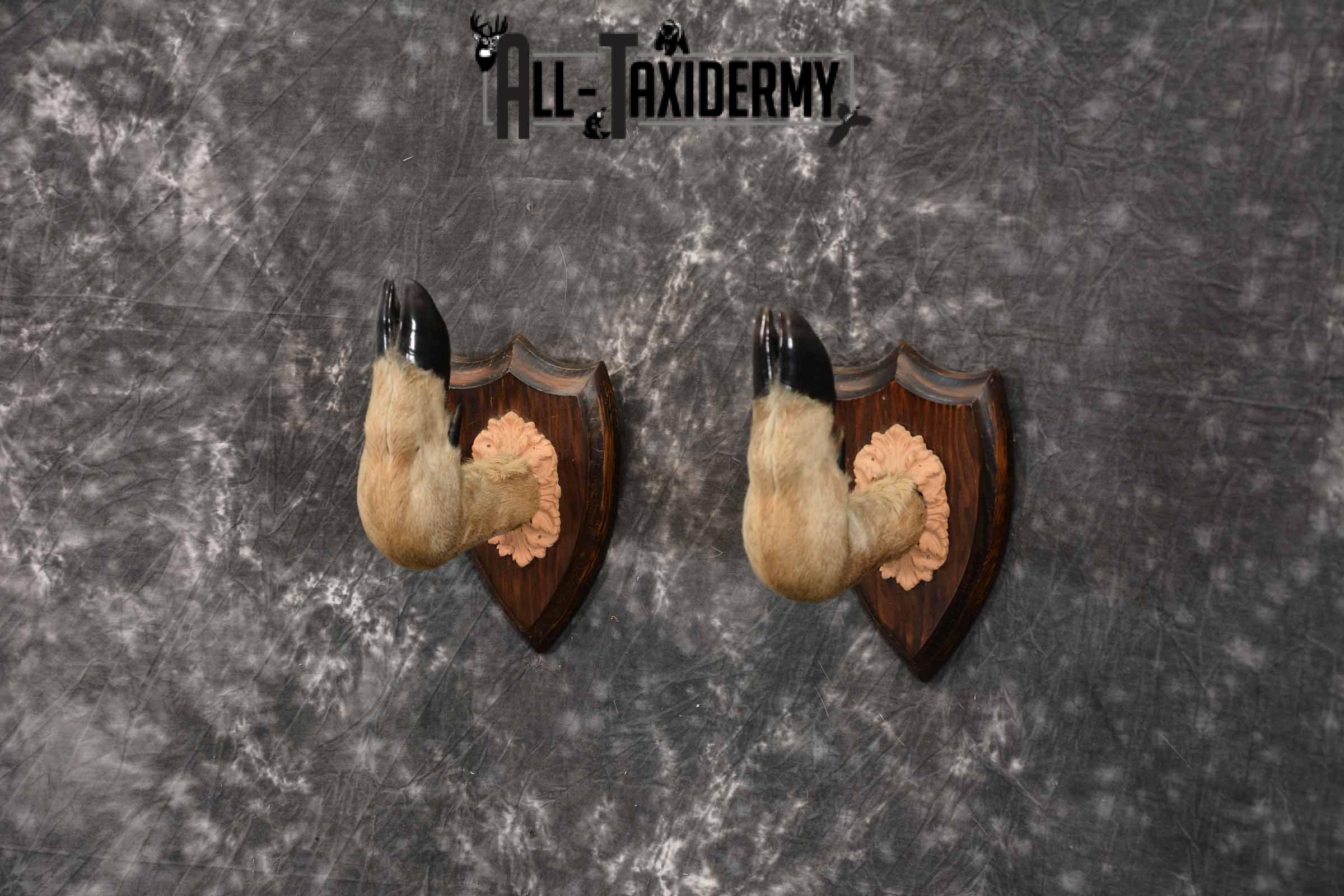 Whitetail taxidermy deer feet for sale SKU 1269 - Image 2