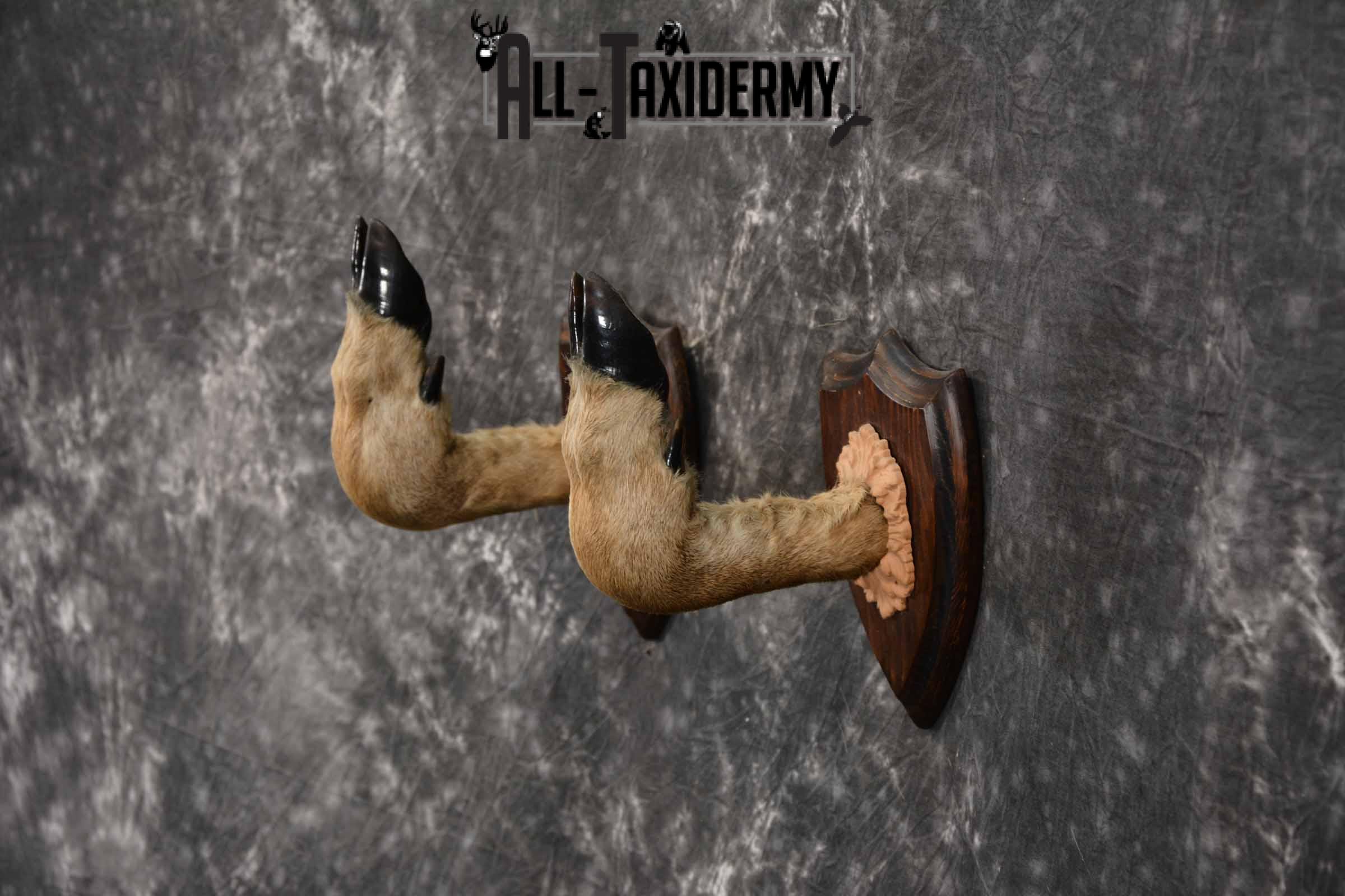 Whitetail taxidermy deer feet for sale SKU 1269 - Image 3