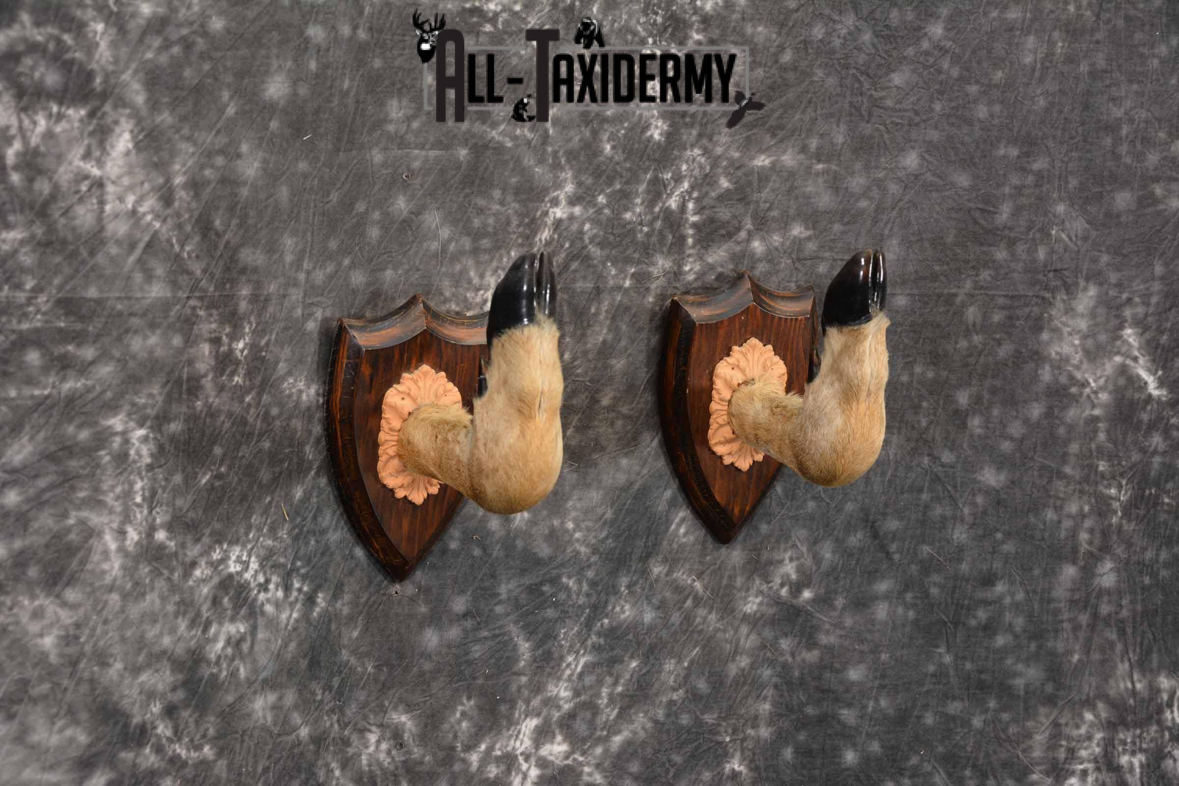 Whitetail taxidermy deer feet for sale SKU 1269 - Image 4