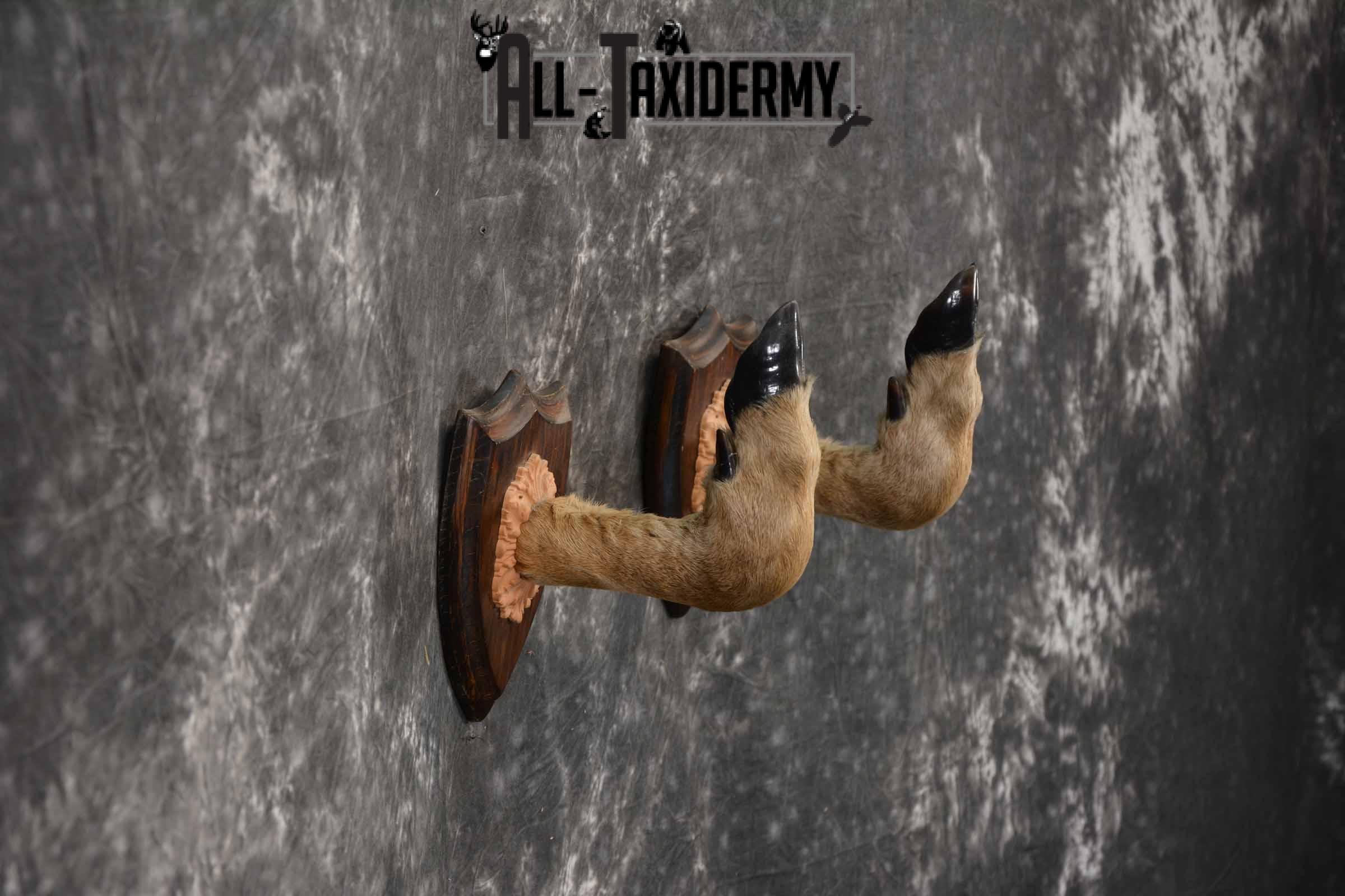 Whitetail taxidermy deer feet for sale SKU 1269 - Image 5
