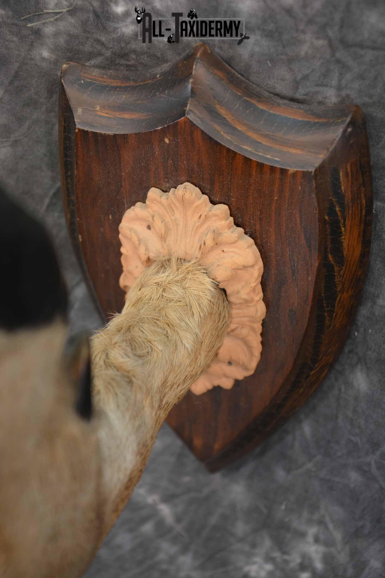 Whitetail taxidermy deer feet for sale SKU 1269 - Image 6