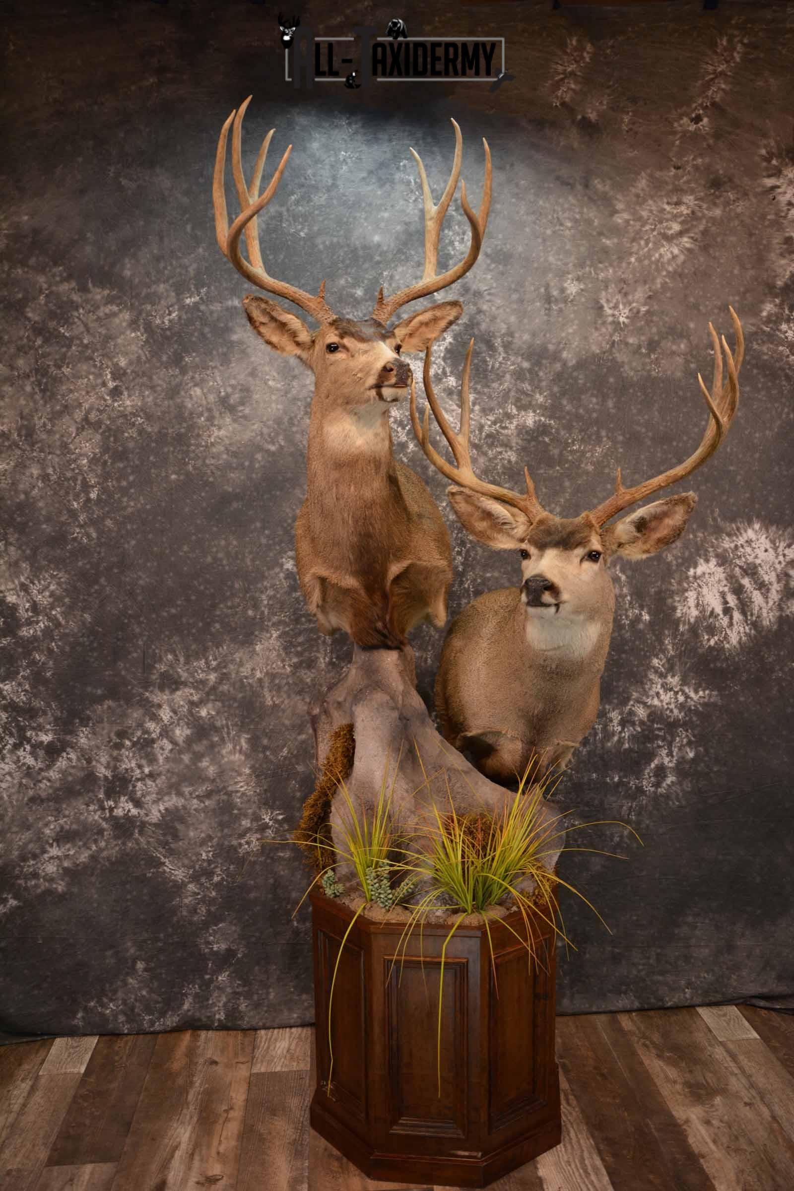 Two Mule deer Taxidermy for sale SKU 1259-60