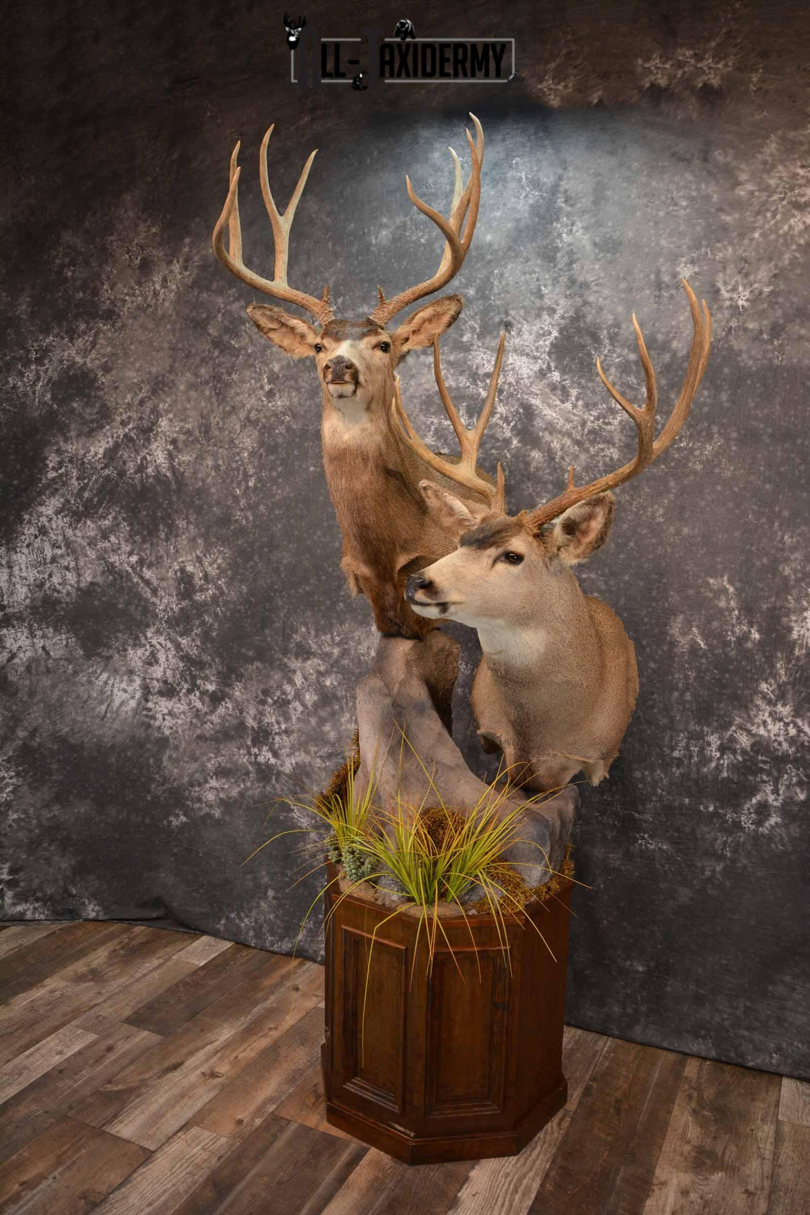 Two Mule deer Taxidermy for sale SKU 1259-60 - Image 2