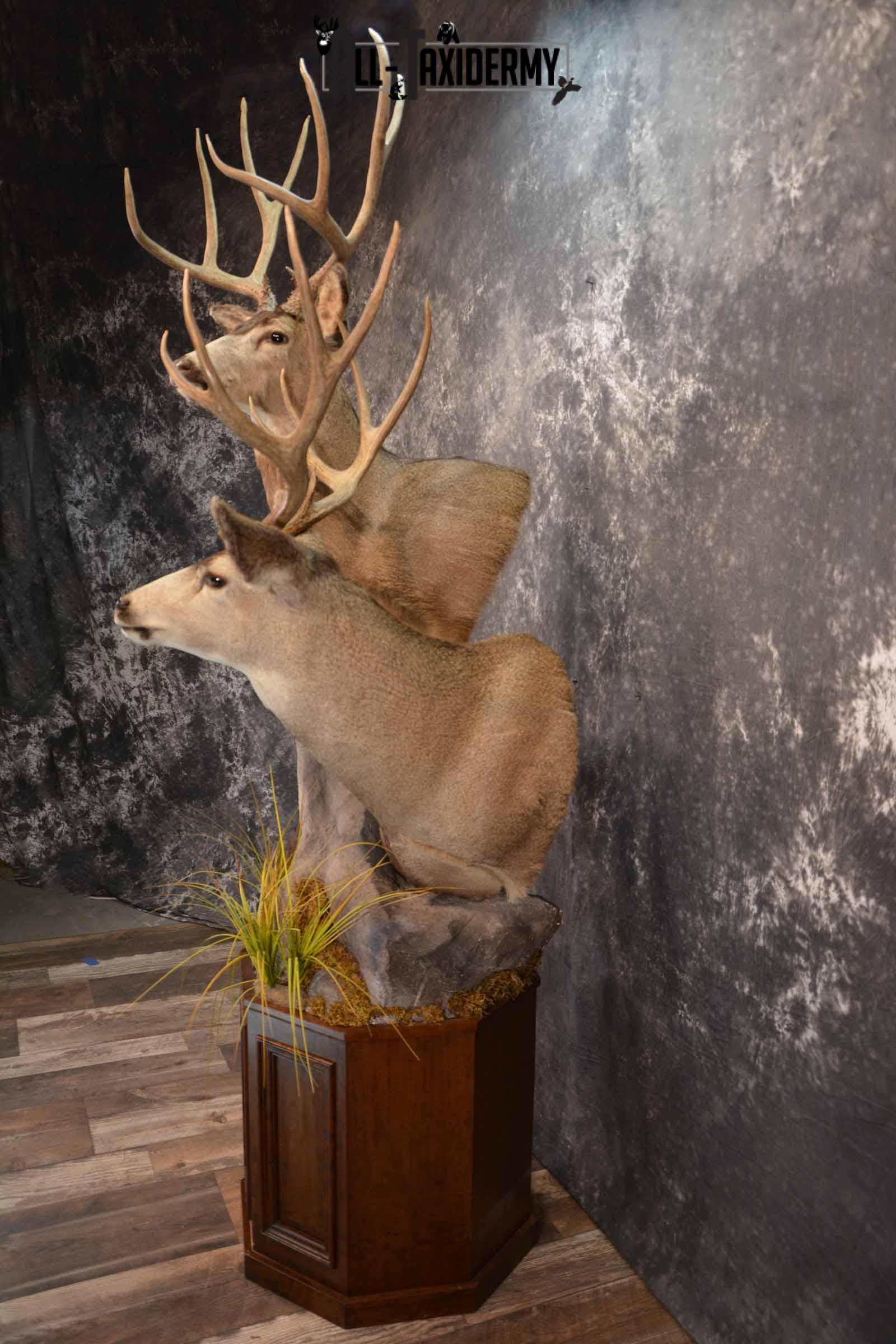 Two Mule deer Taxidermy for sale SKU 1259-60 - Image 3