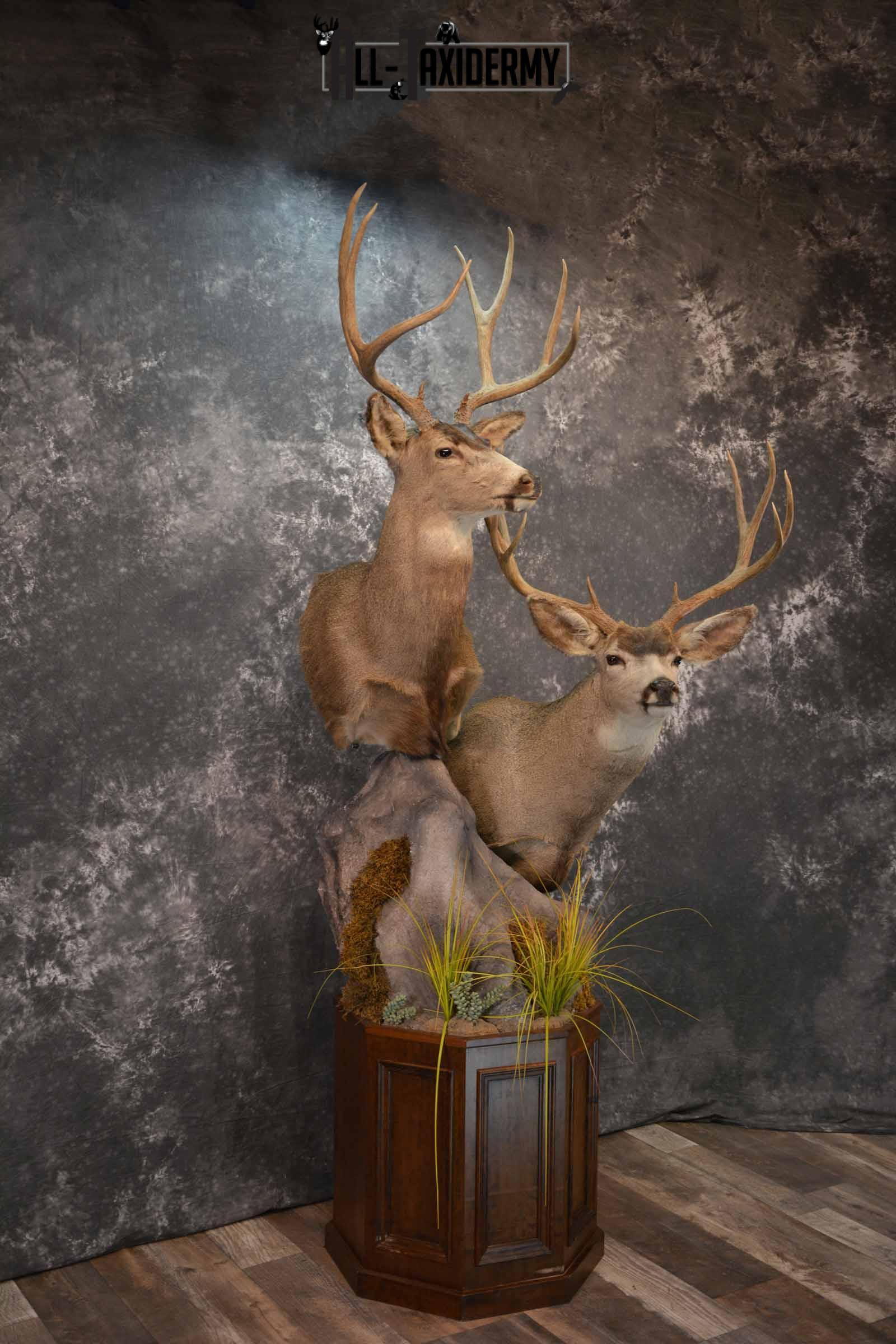 Two Mule deer Taxidermy for sale SKU 1259-60 - Image 4