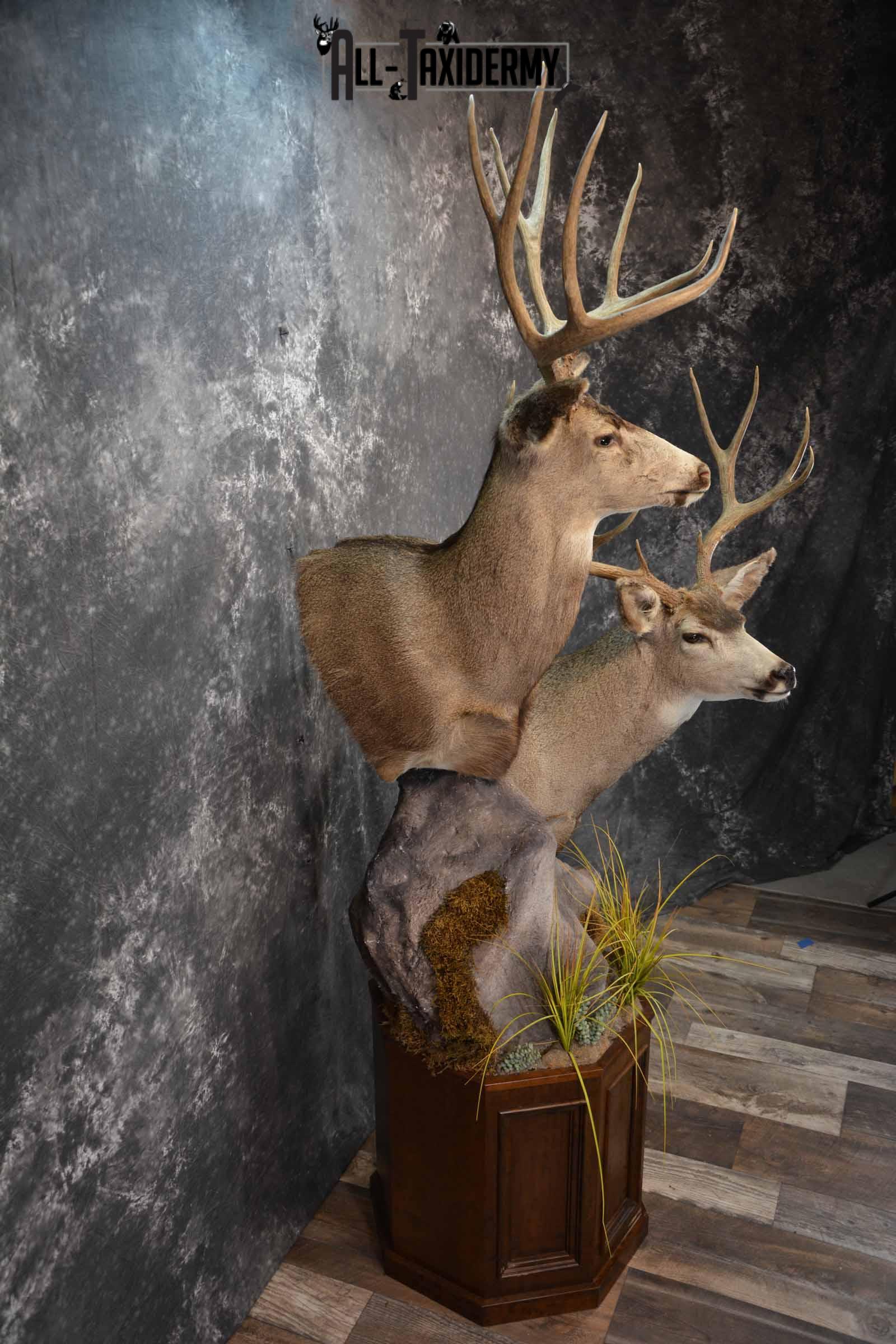 Two Mule deer Taxidermy for sale SKU 1259-60 - Image 5
