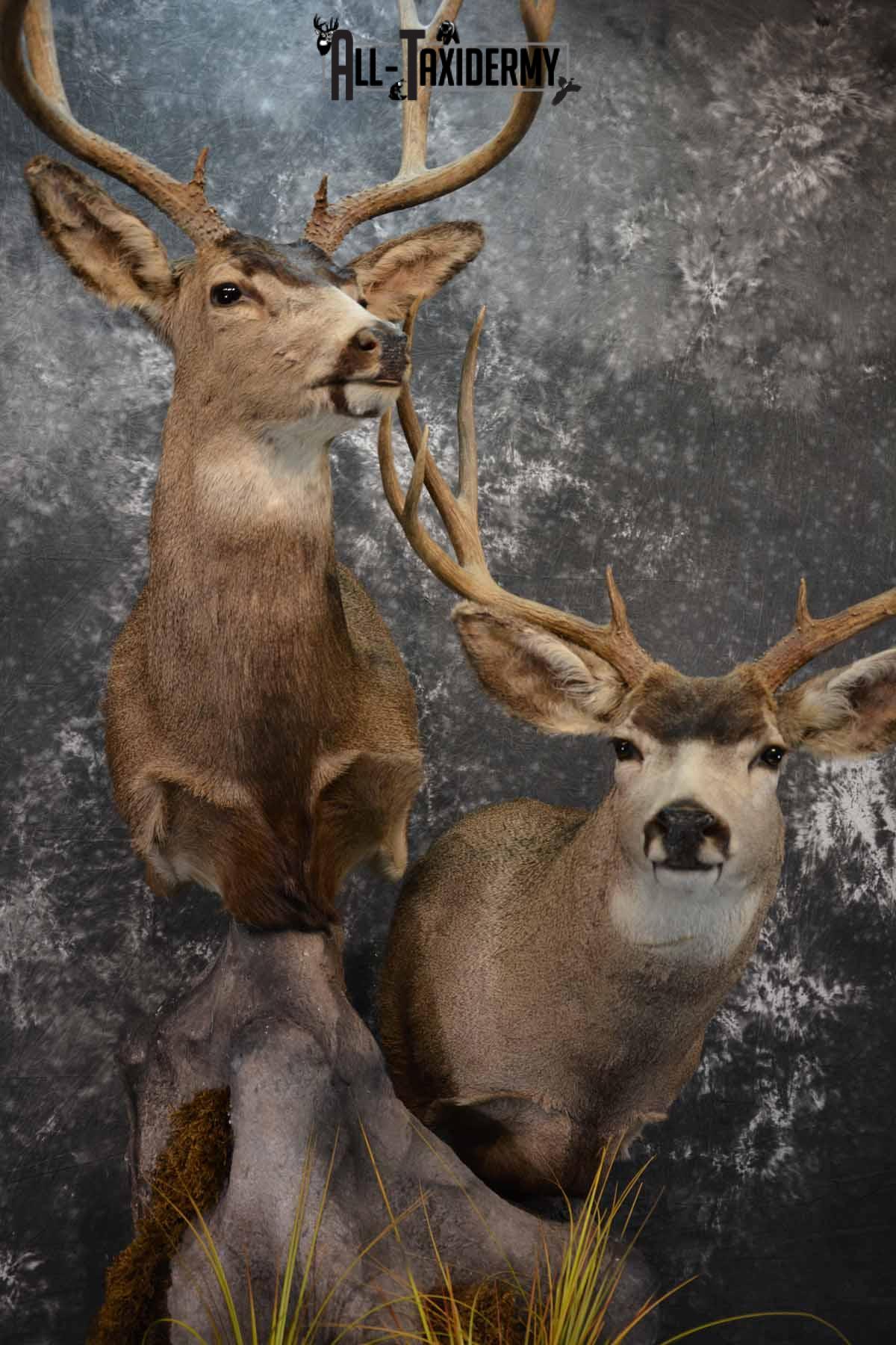 Two Mule deer Taxidermy for sale SKU 1259-60 - Image 6