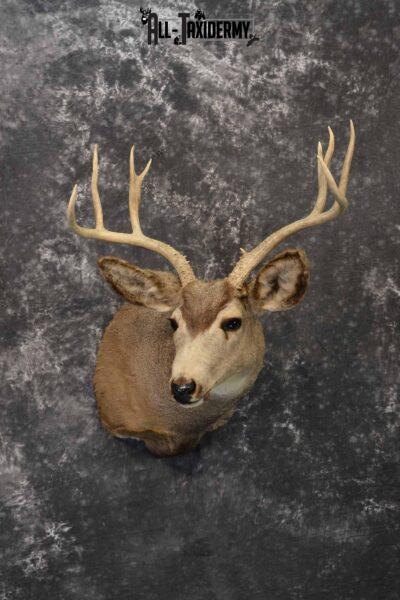 Mule deer taxidermy mount for sale SKU 1156