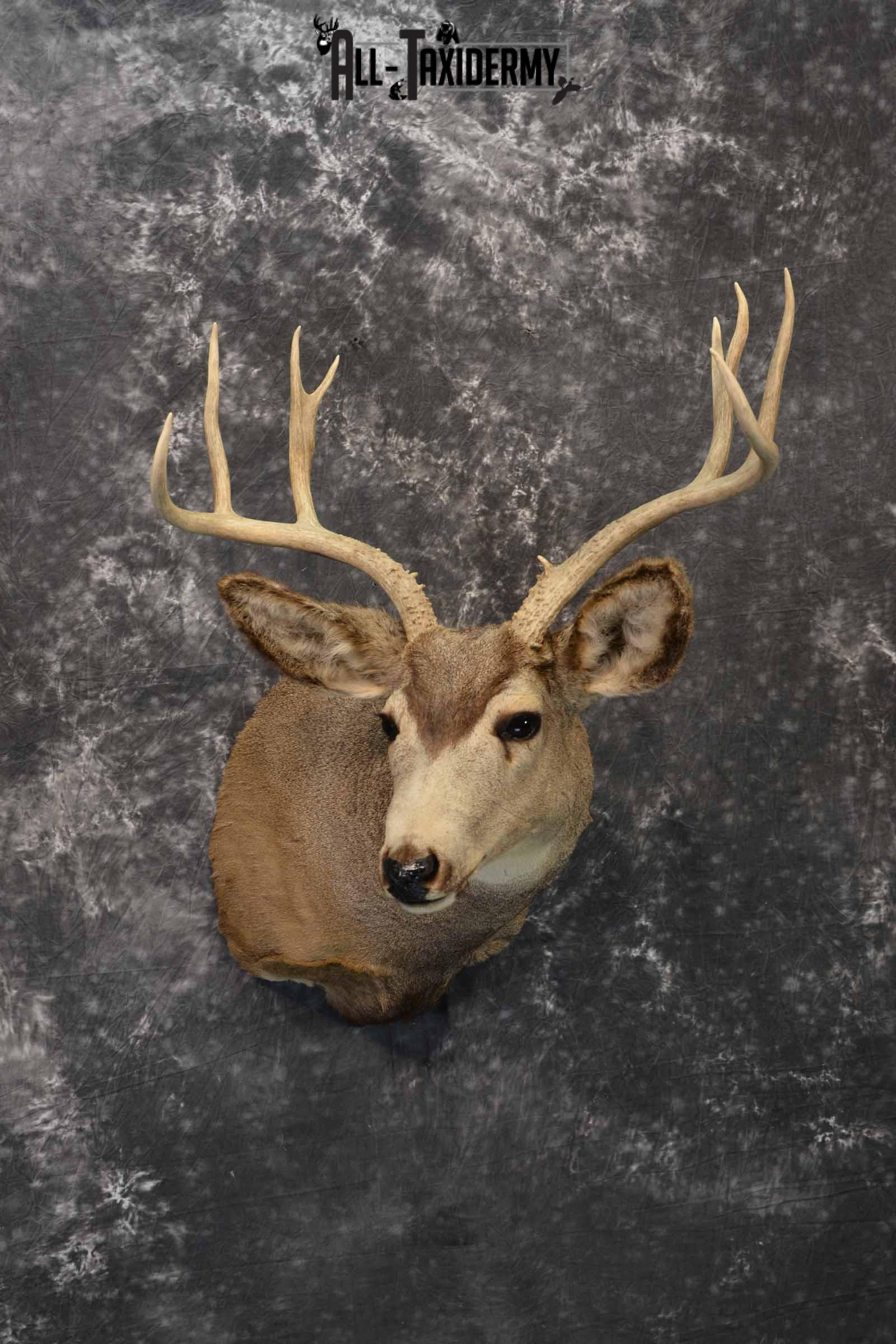 Mule deer taxidermy mount for sale SKU 1156