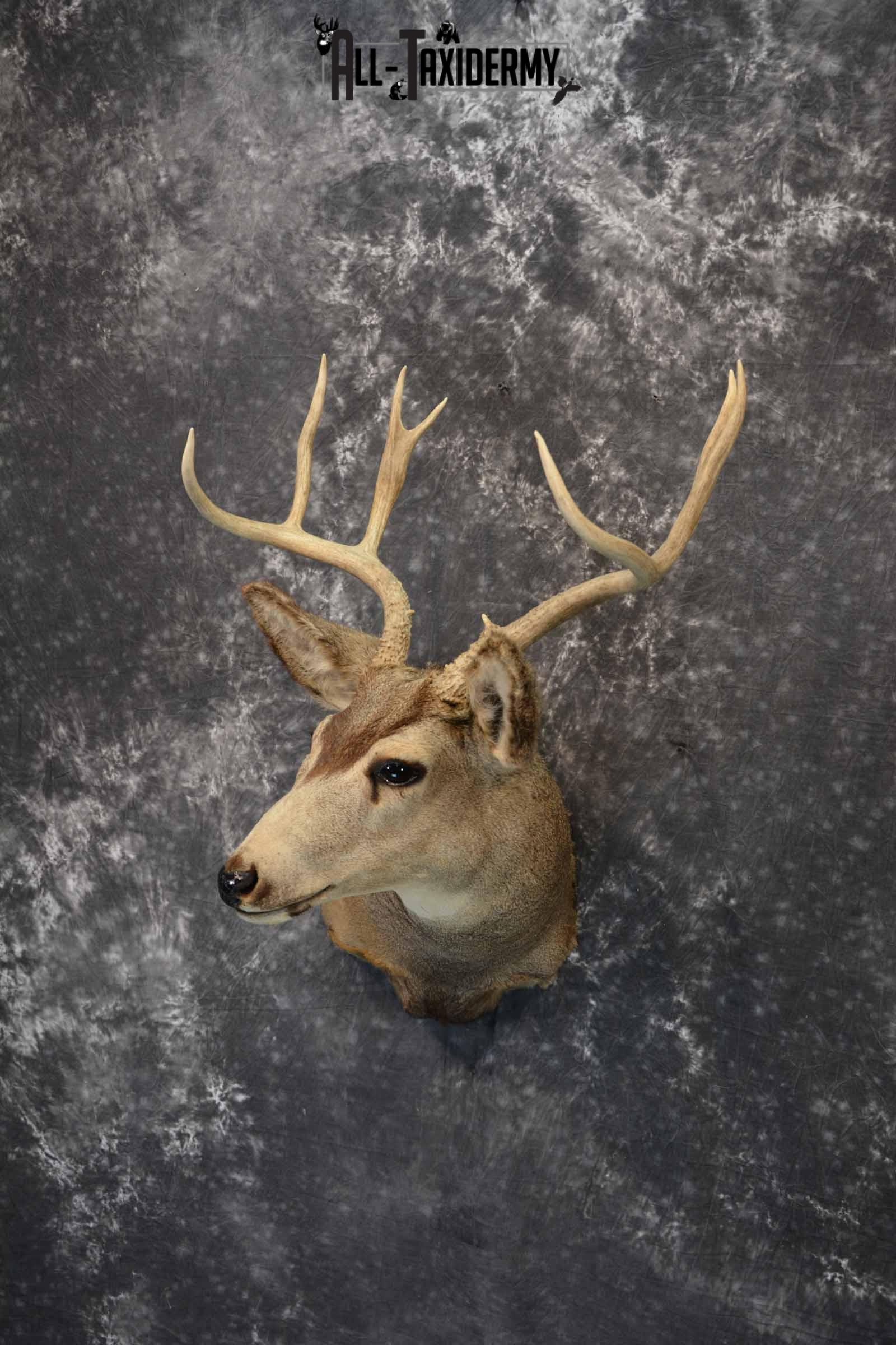 Mule deer taxidermy mount for sale SKU 1156 - Image 2