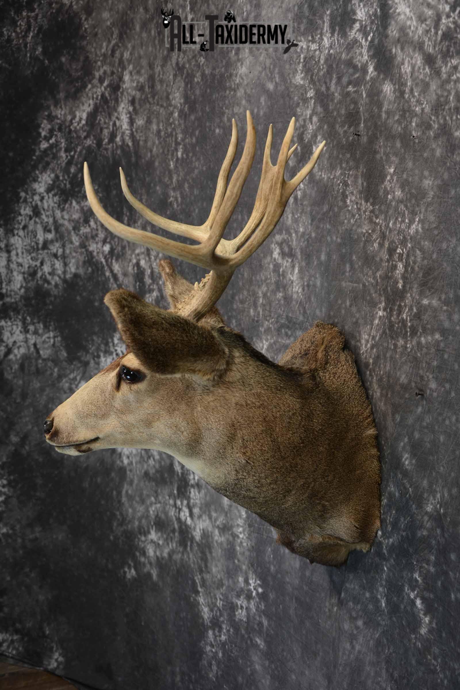 Mule deer taxidermy mount for sale SKU 1156 - Image 3