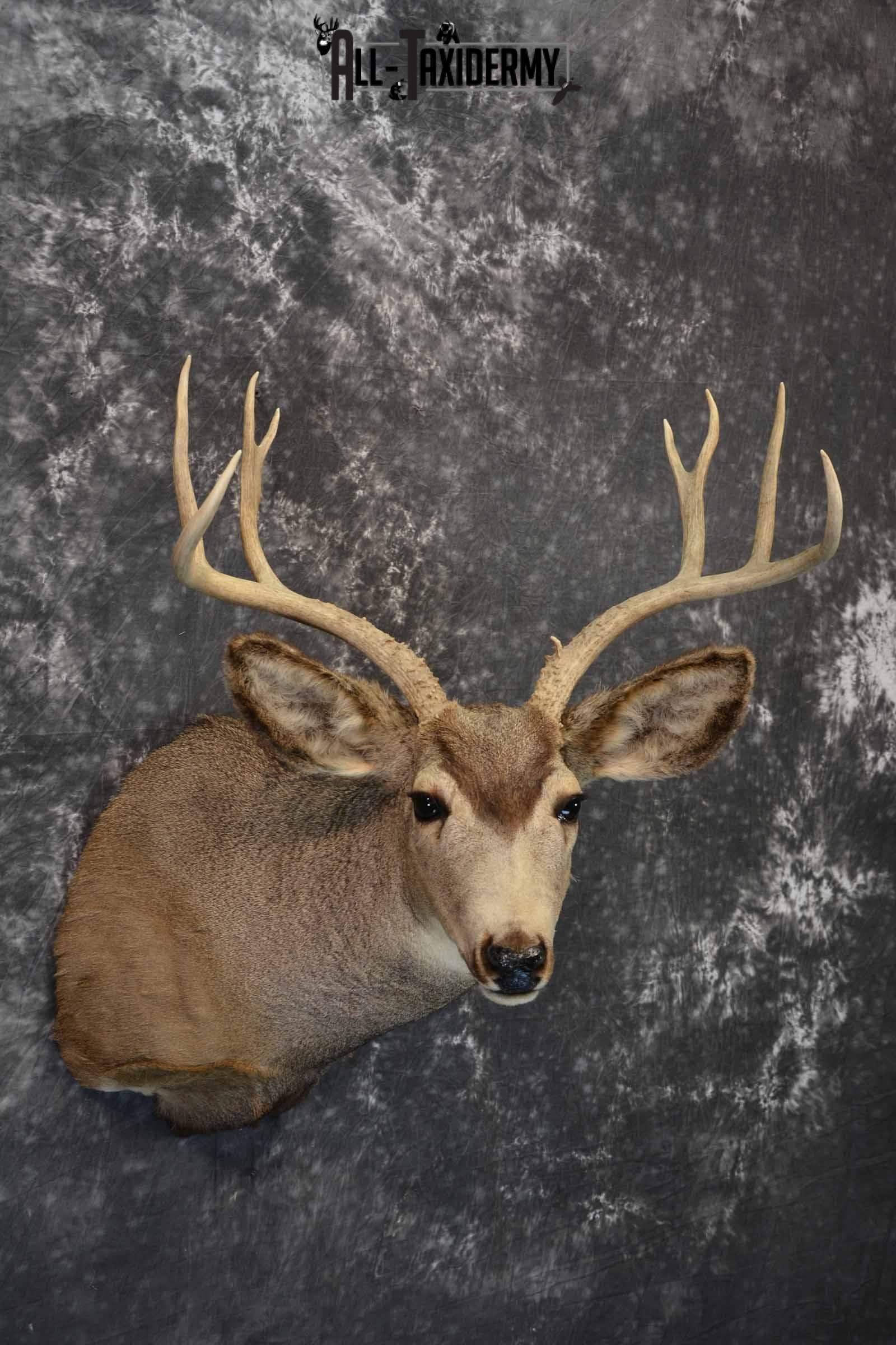 Mule deer taxidermy mount for sale SKU 1156 - Image 4