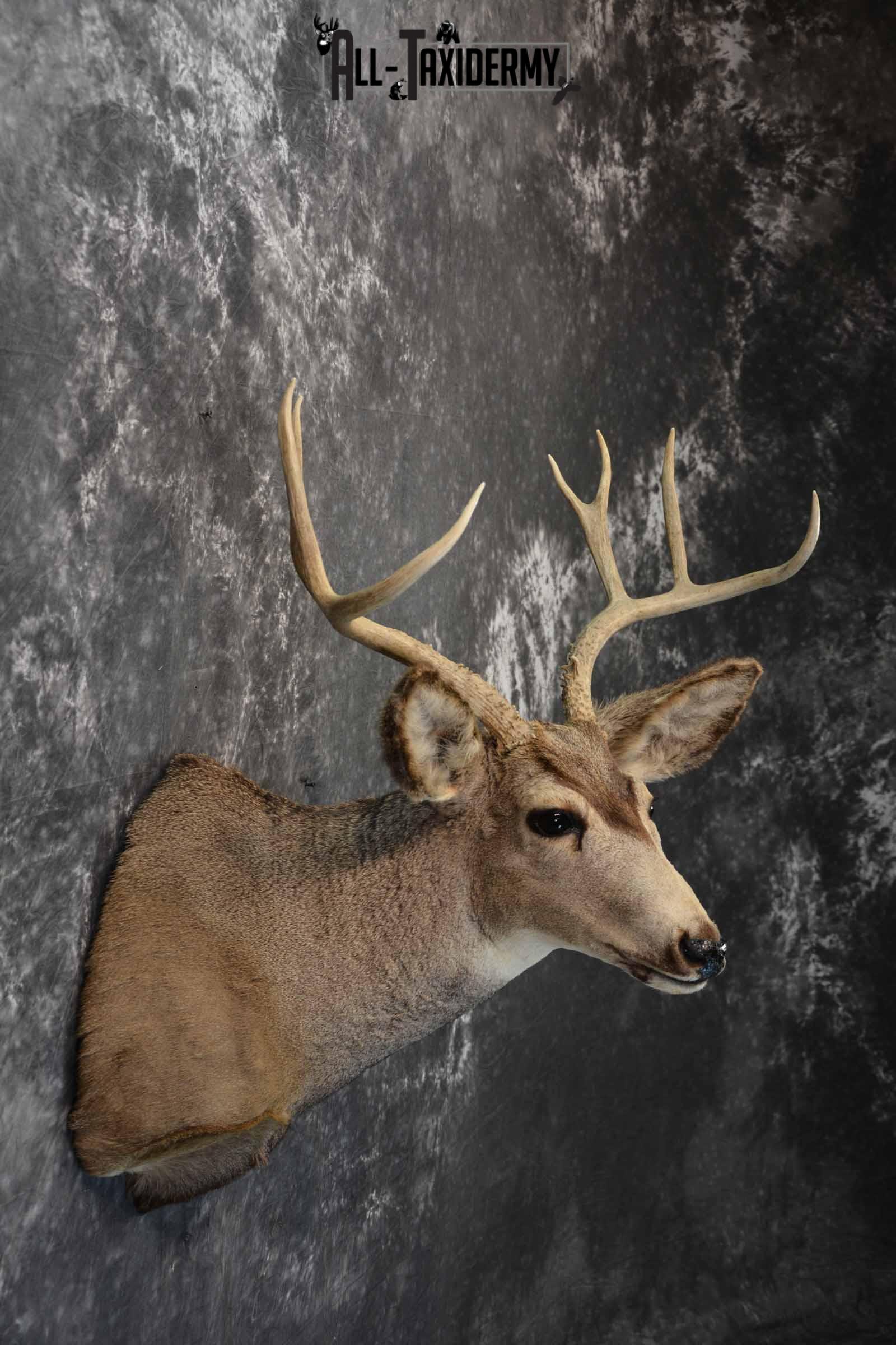 Mule deer taxidermy mount for sale SKU 1156 - Image 5
