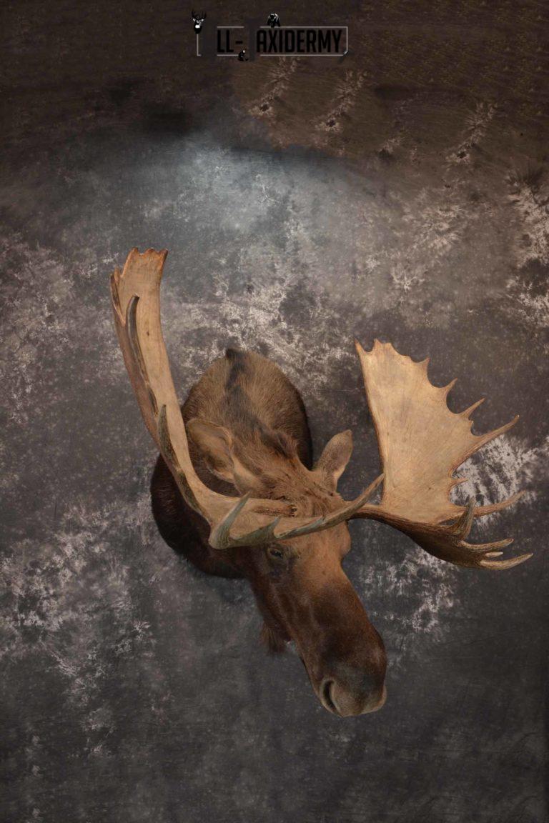 Moose shoulder mount for sale SKU 1263 | All Taxidermy