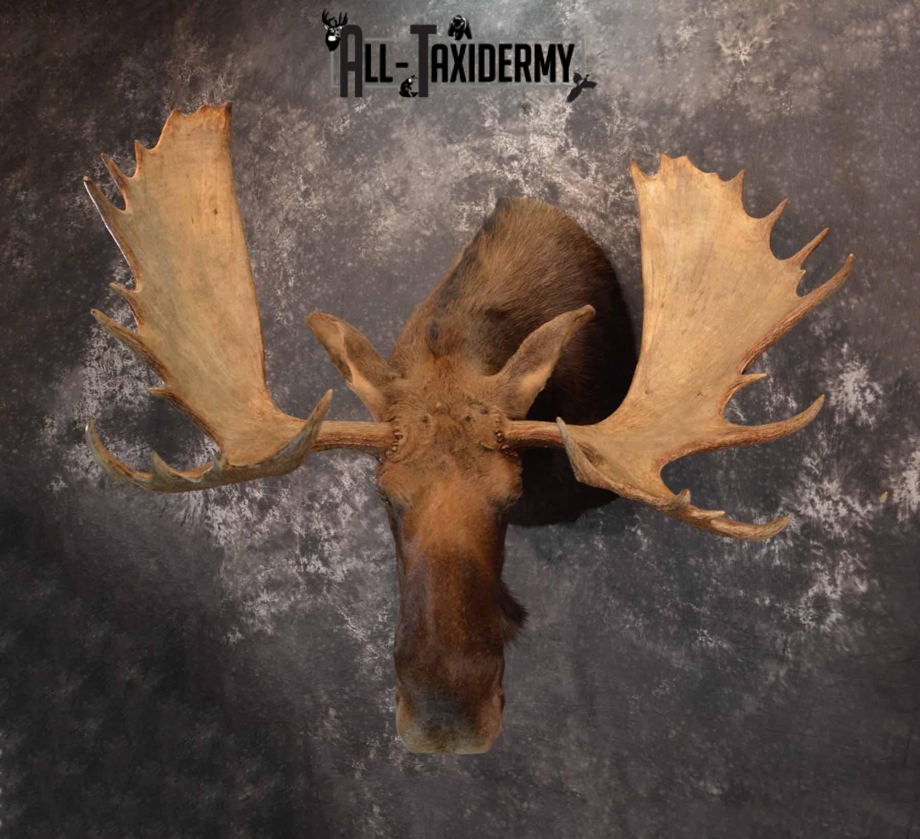 Moose shoulder mount for sale SKU 1263 - Image 2