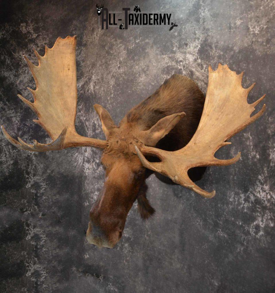 Moose shoulder mount for sale SKU 1263 | All Taxidermy