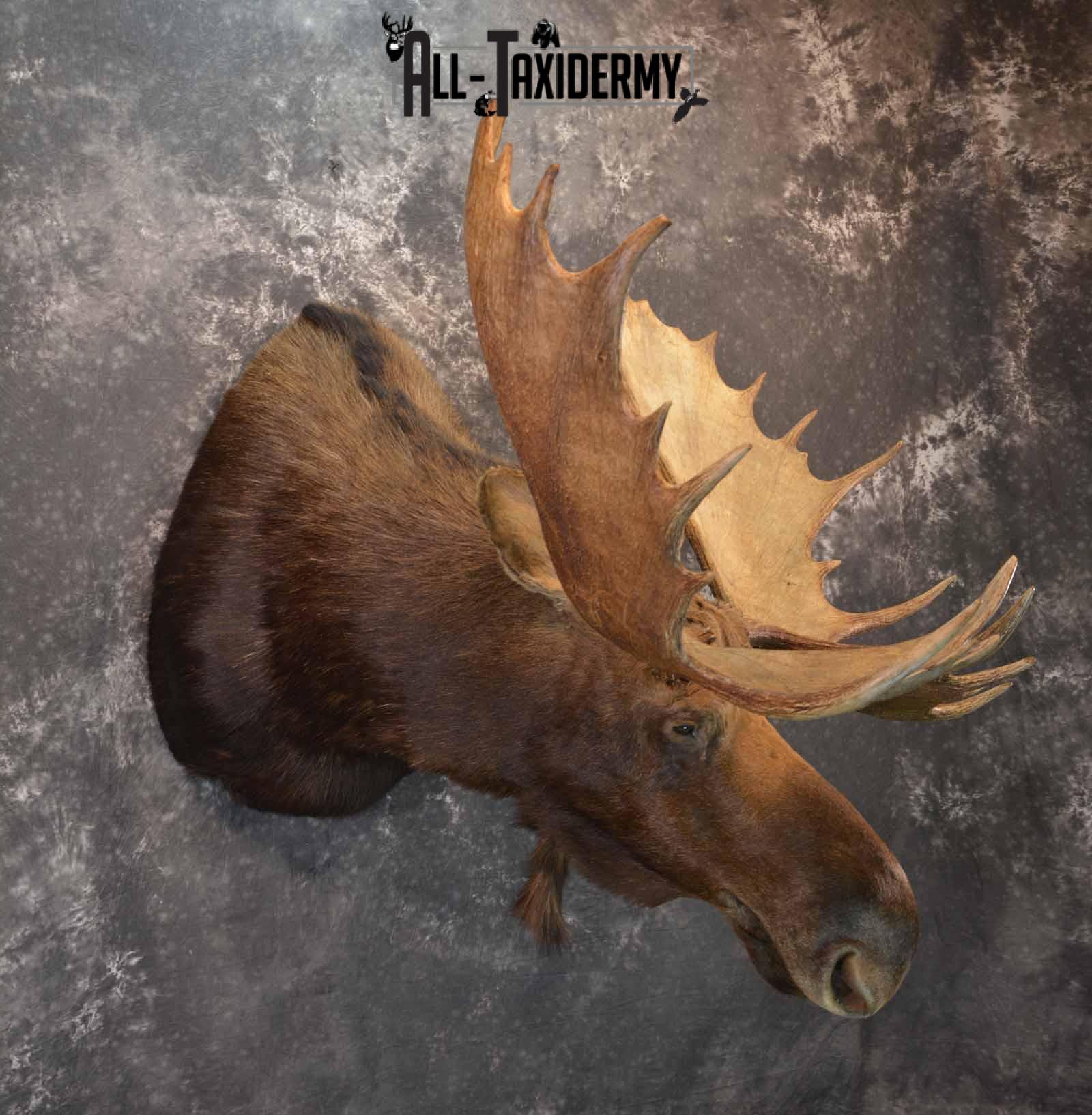 Moose shoulder mount for sale SKU 1263 - Image 4