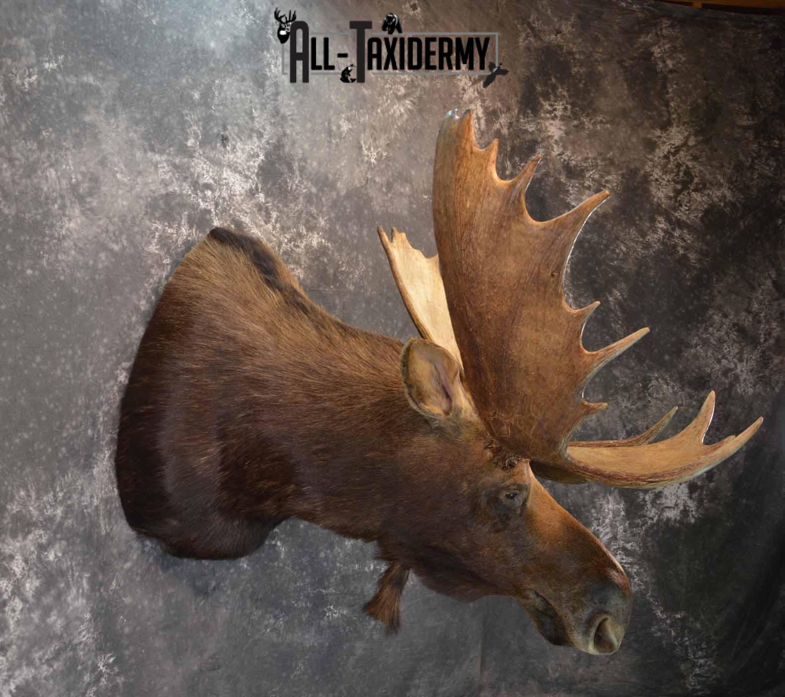 Moose shoulder mount for sale SKU 1263 - Image 5