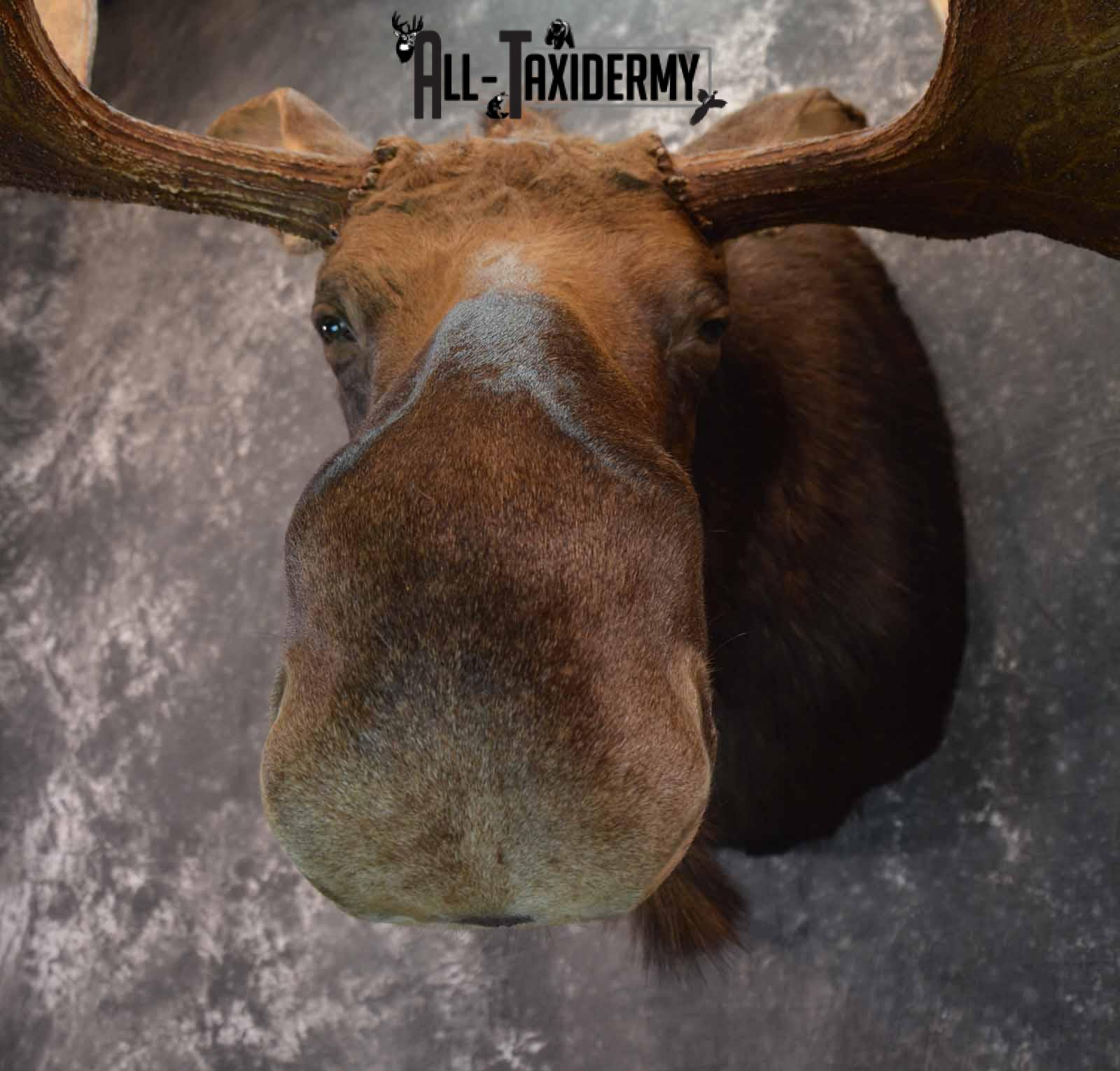 Moose shoulder mount for sale SKU 1263 - Image 6