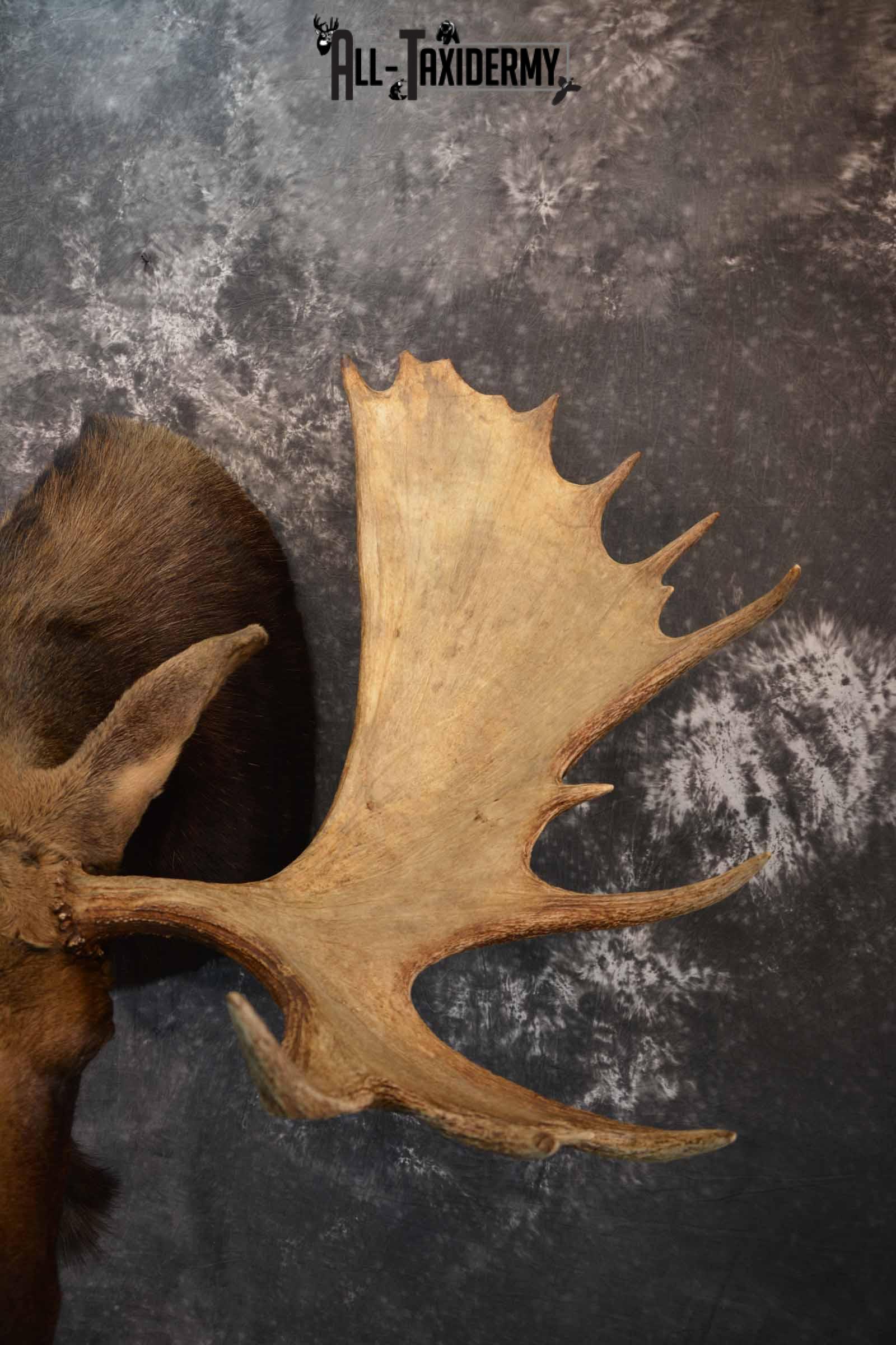 Moose shoulder mount for sale SKU 1263 - Image 7