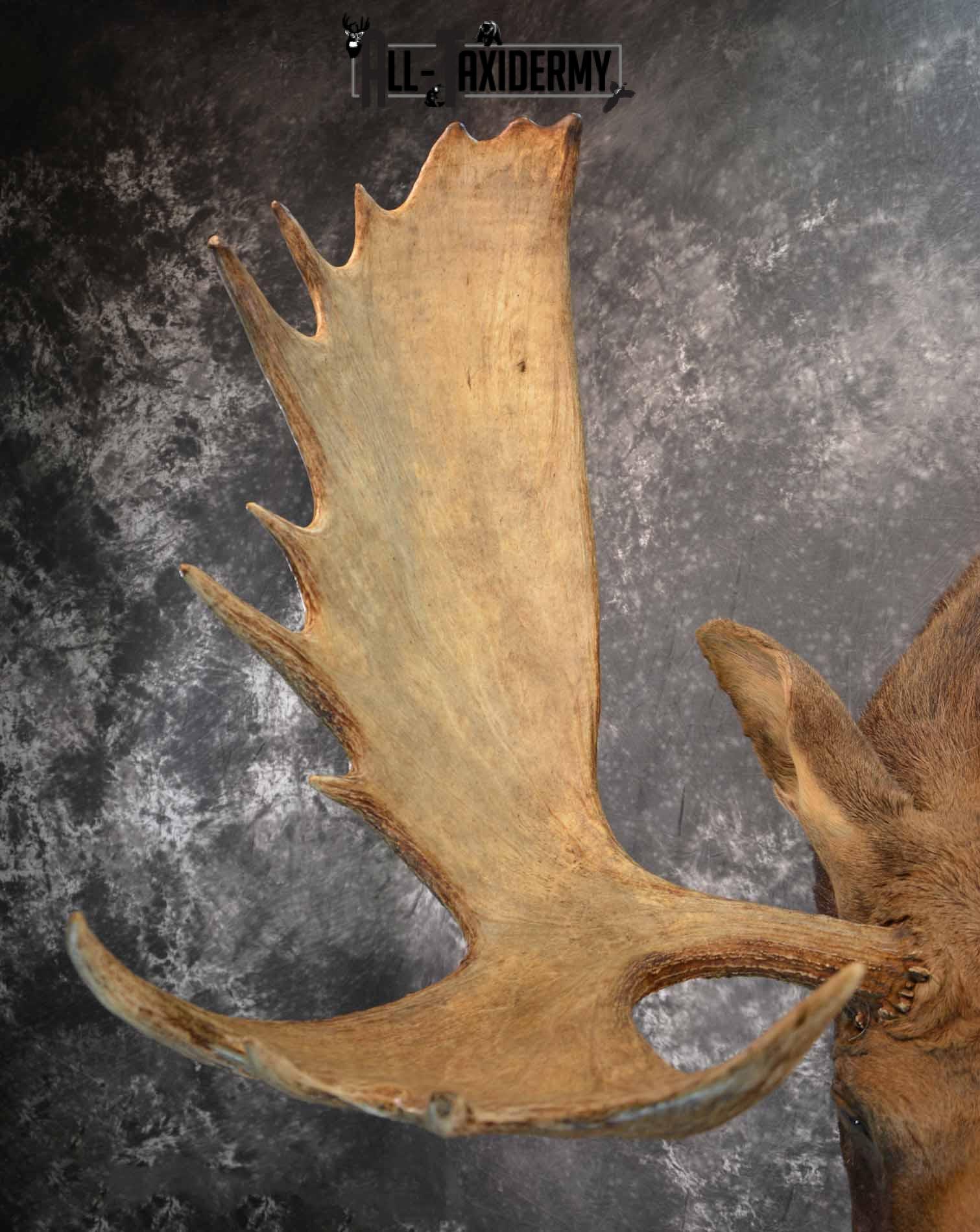 Moose shoulder mount for sale SKU 1263 - Image 8