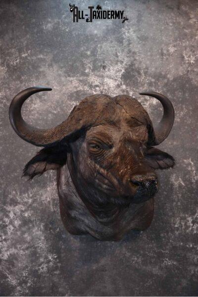 Cape Buffalo taxidermy mount for sale SKU 1264
