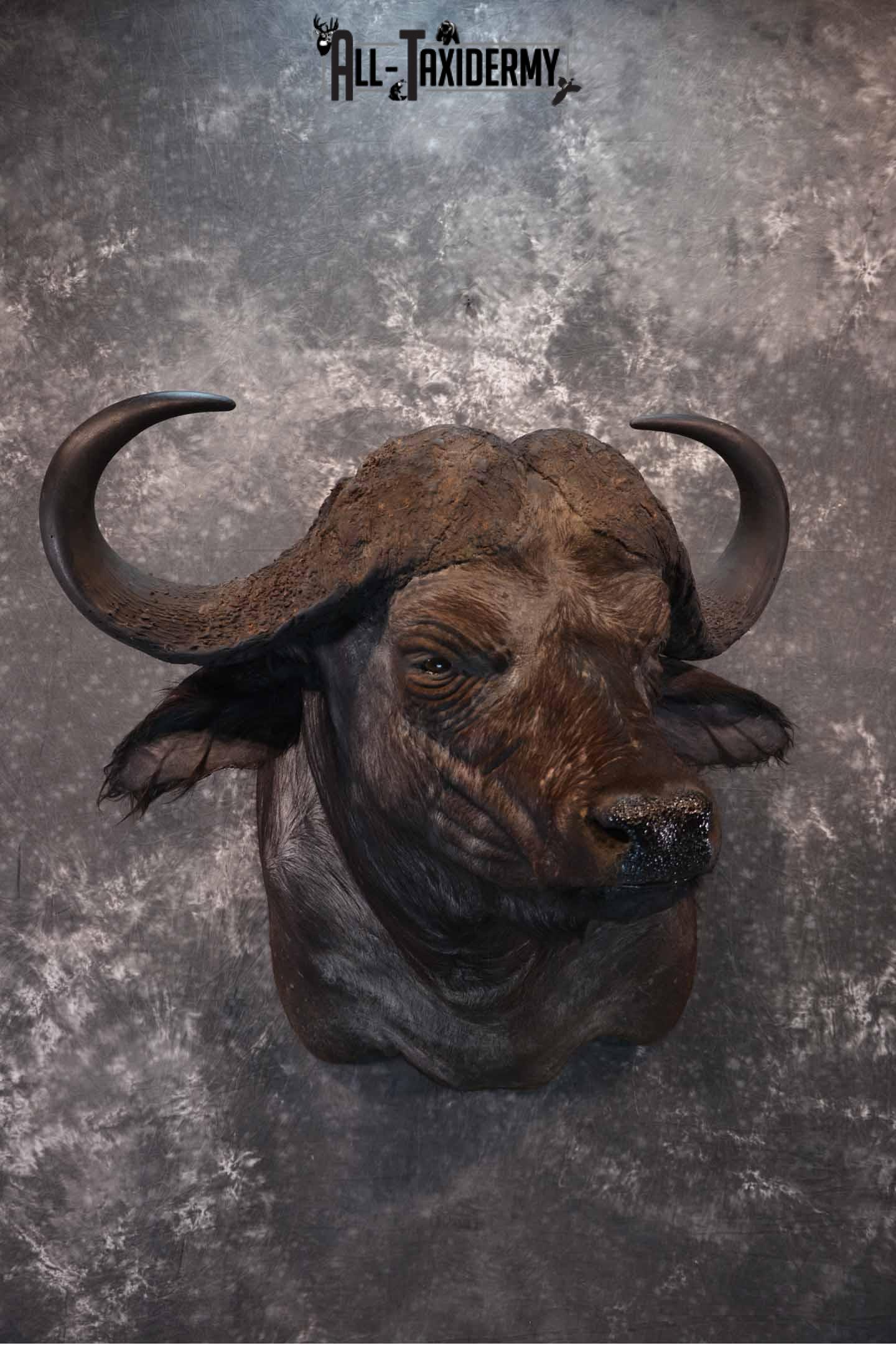 Cape Buffalo taxidermy mount for sale SKU 1264