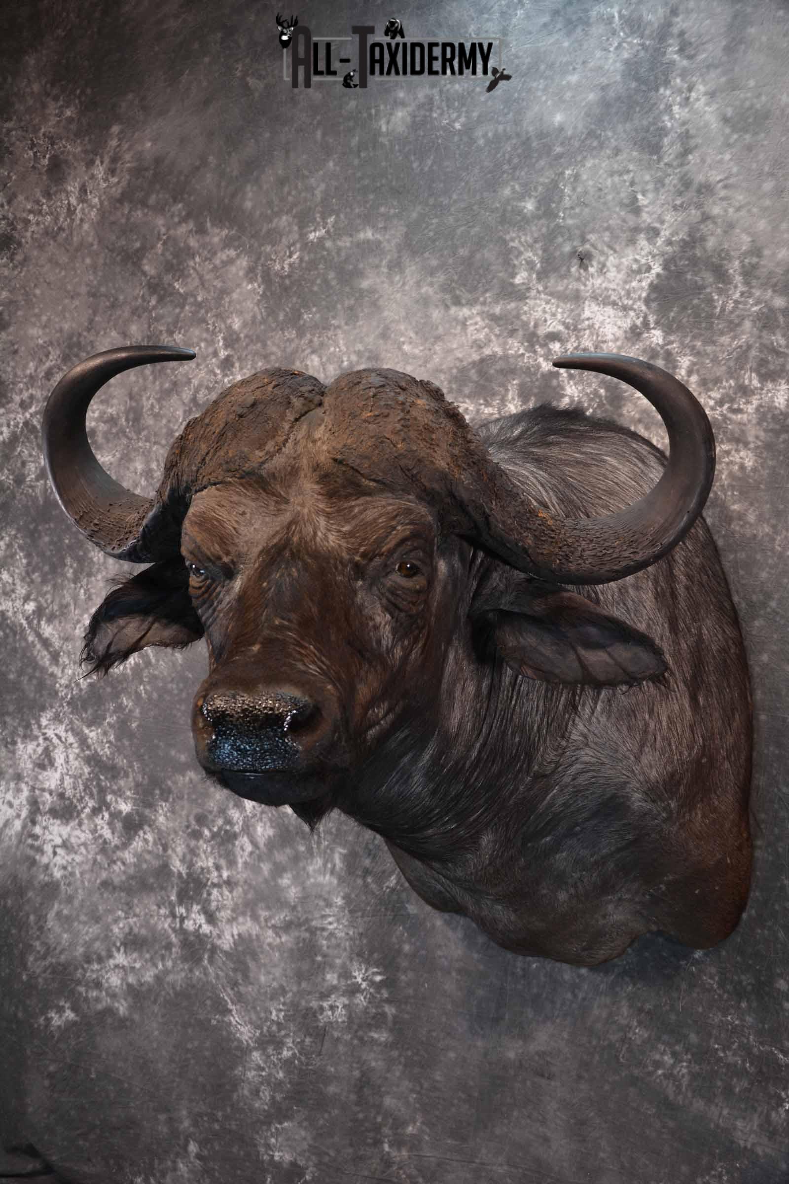 Cape Buffalo taxidermy mount for sale SKU 1264 - Image 2