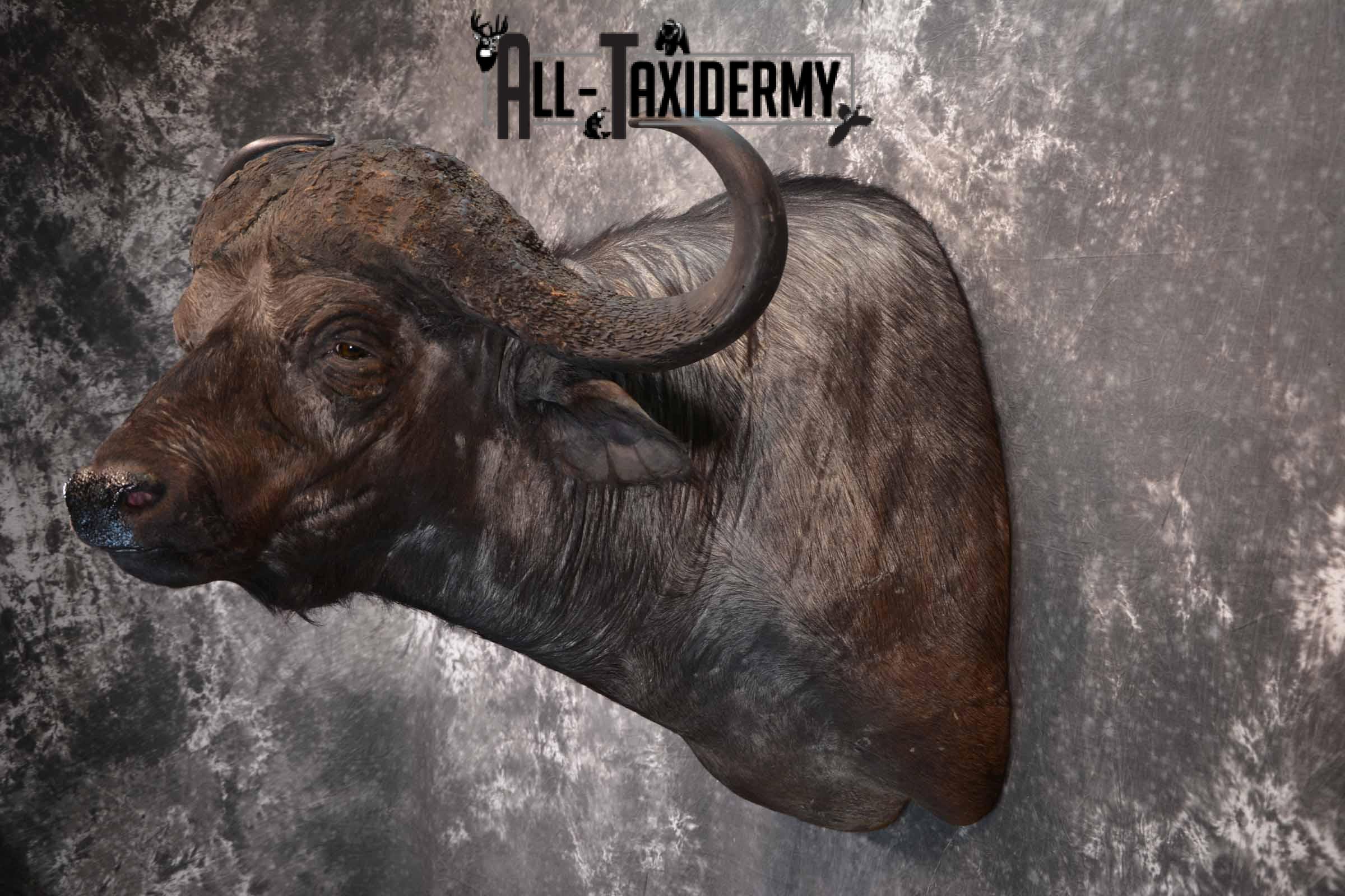 Cape Buffalo taxidermy mount for sale SKU 1264 - Image 3