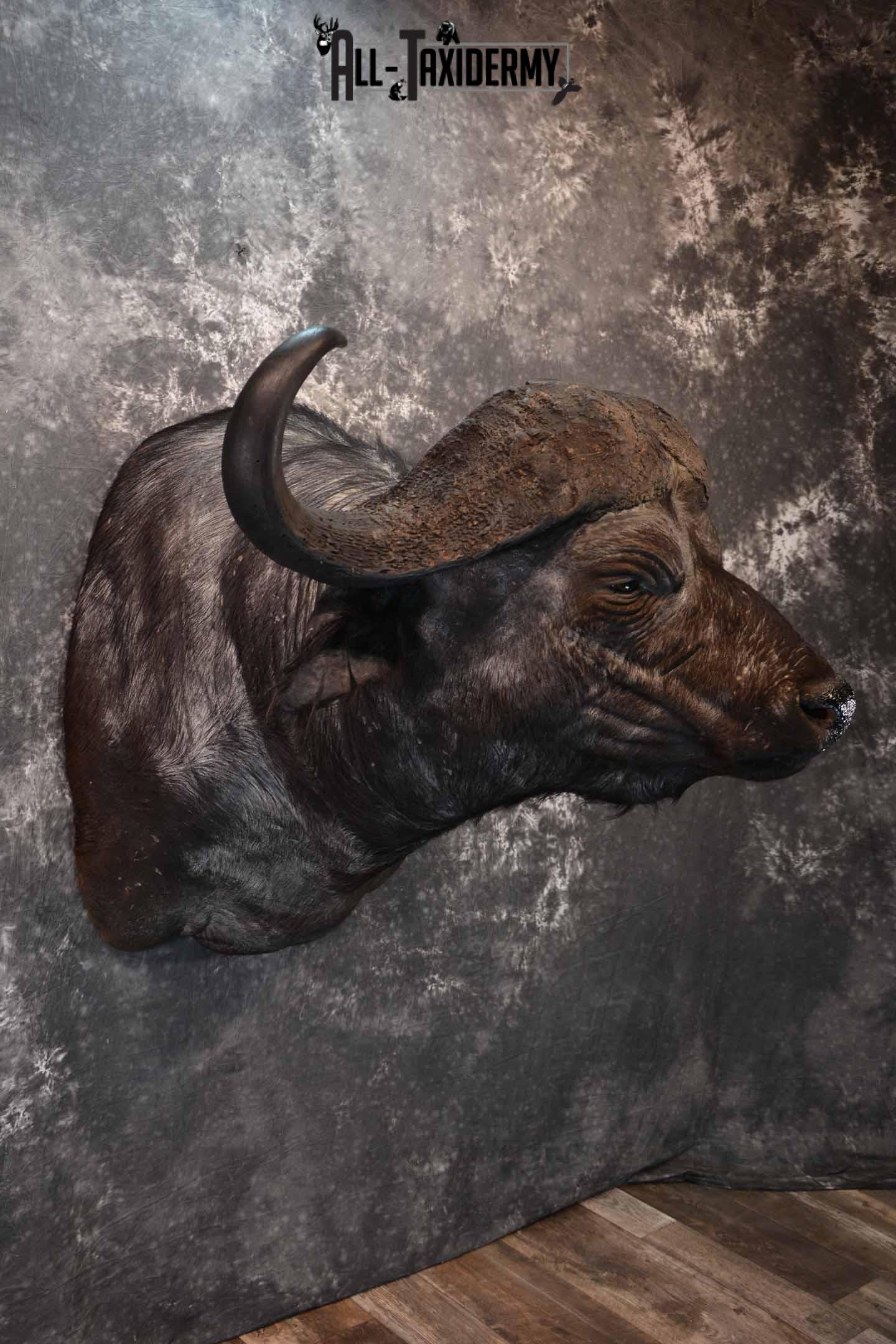 Cape Buffalo taxidermy mount for sale SKU 1264 - Image 4