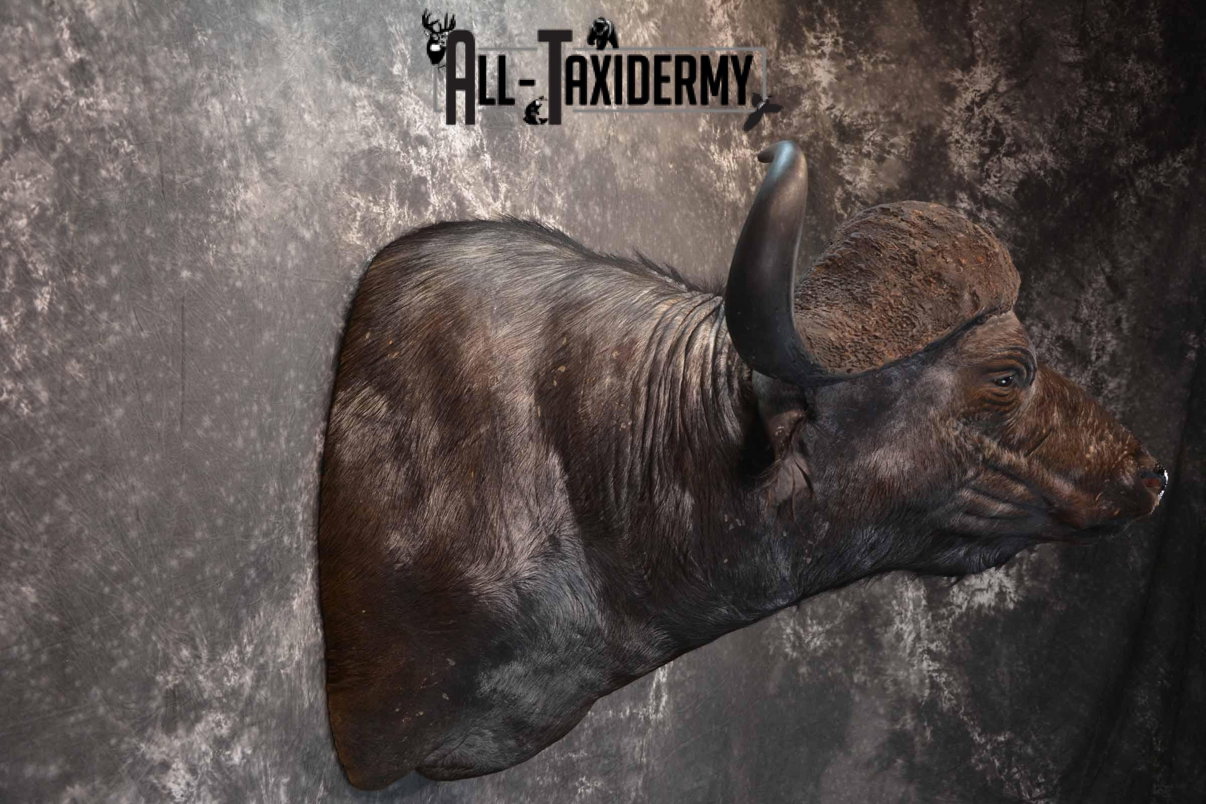 Cape Buffalo taxidermy mount for sale SKU 1264 - Image 5