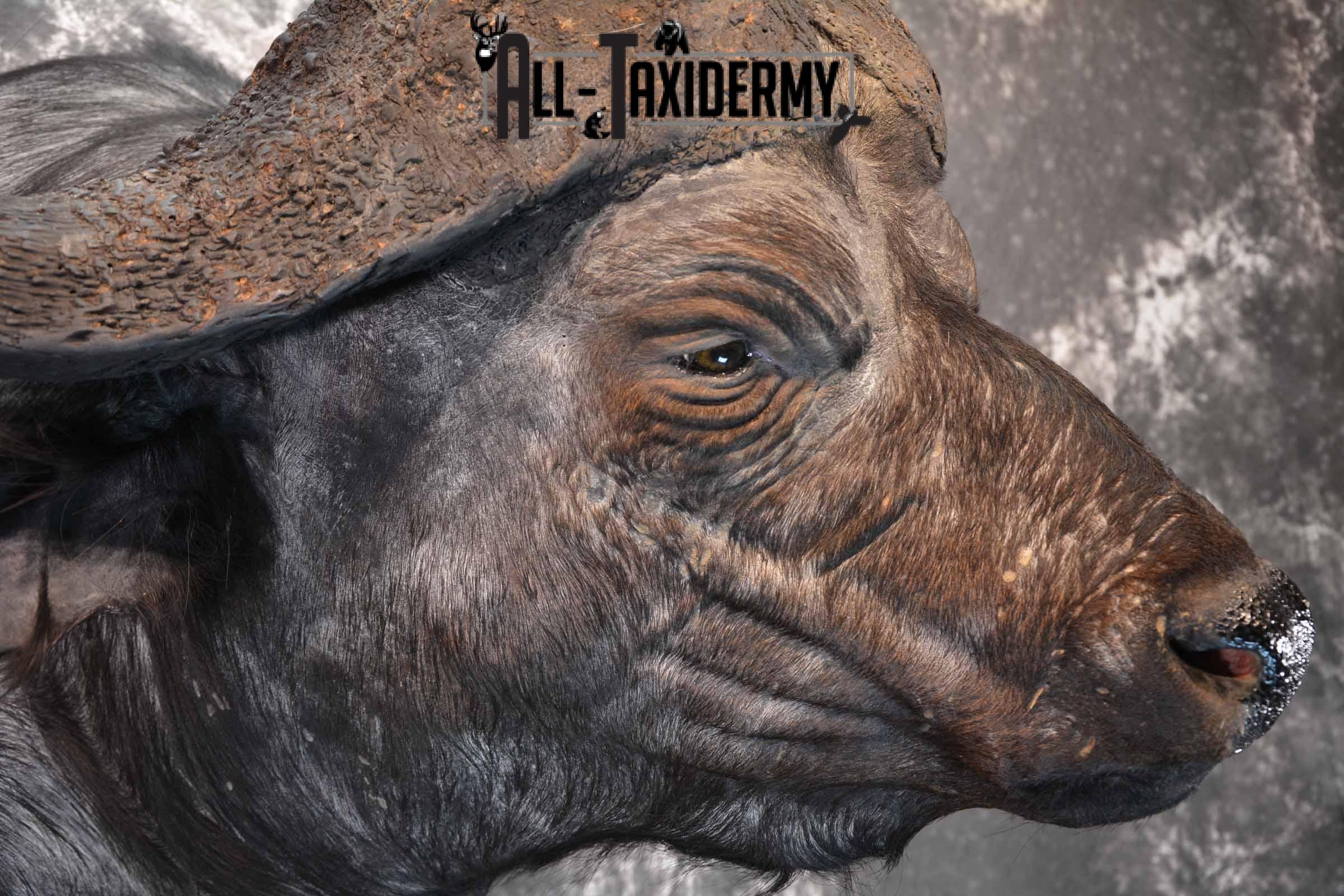 Cape Buffalo taxidermy mount for sale SKU 1264 - Image 6