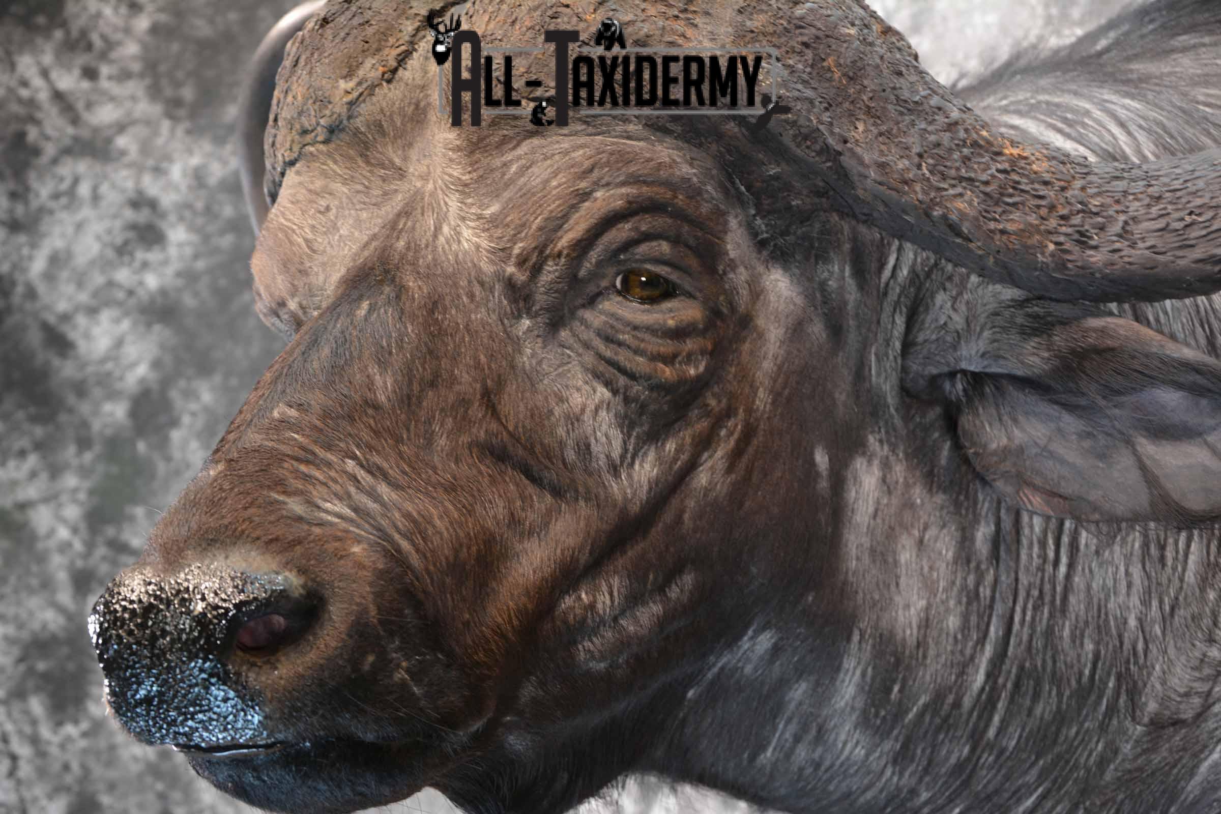 Cape Buffalo taxidermy mount for sale SKU 1264 - Image 7