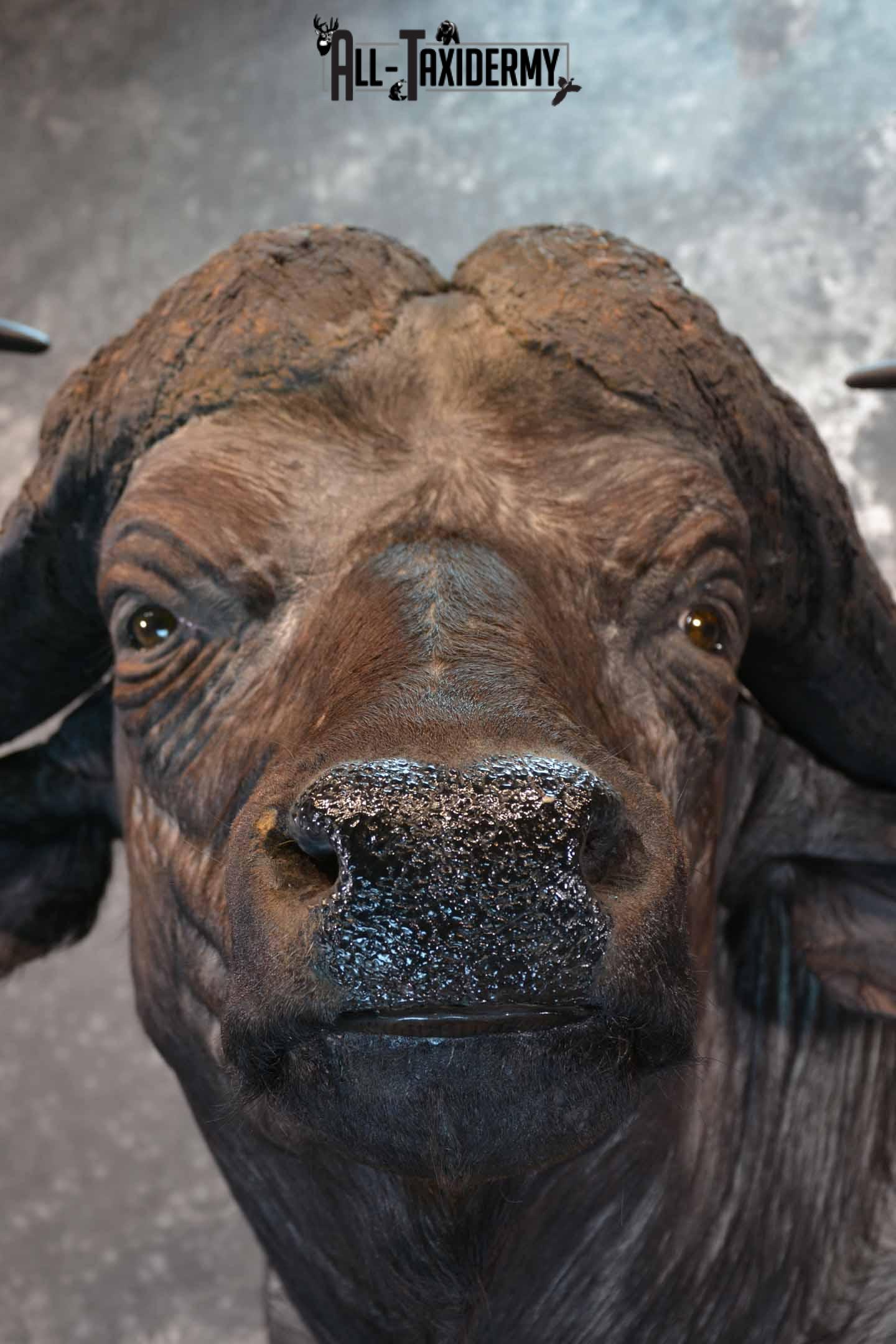 Cape Buffalo taxidermy mount for sale SKU 1264 - Image 8