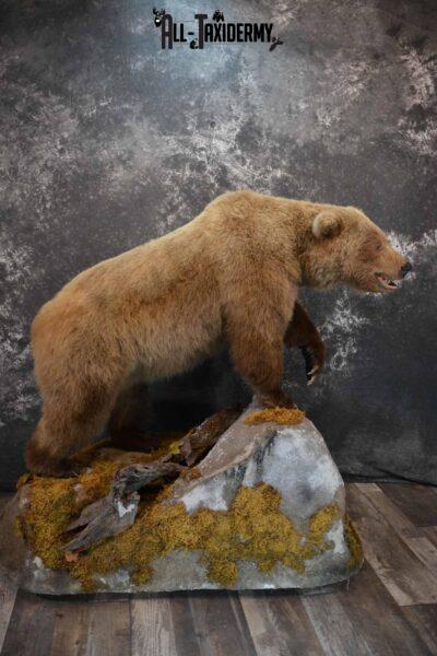 Grizzly Bear taxidermy mount for sale SKU 1254
