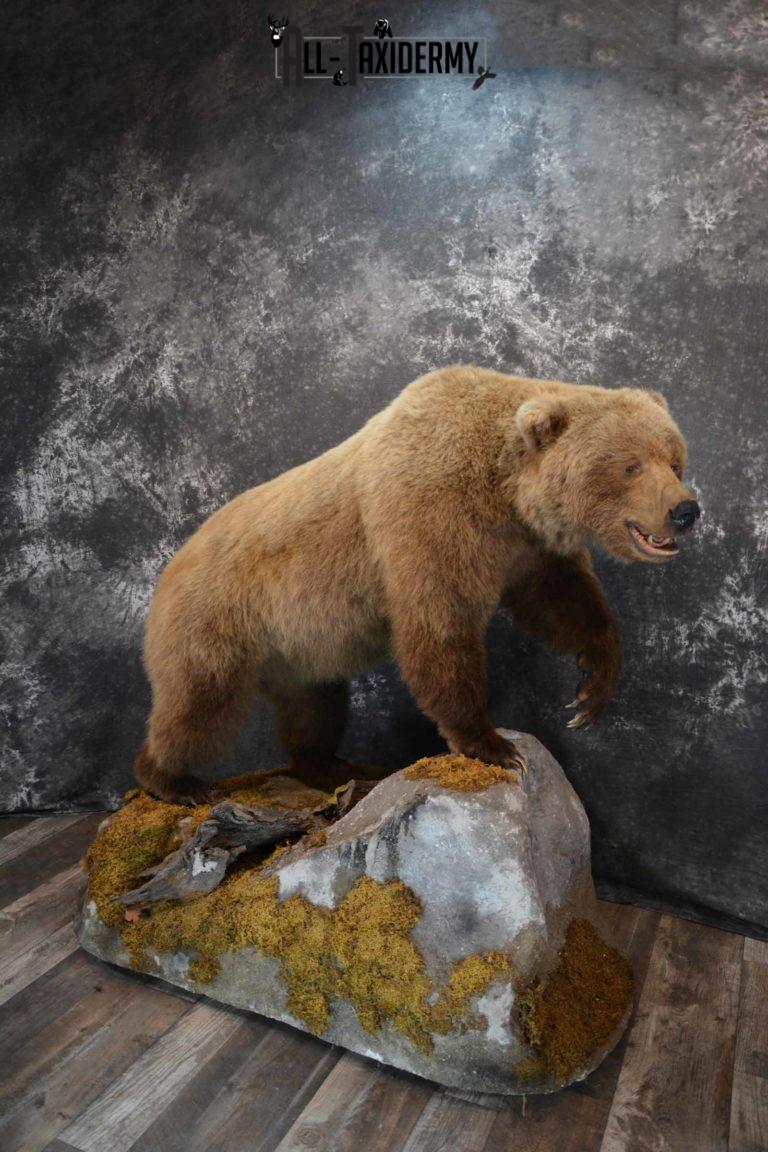 grizzly bear head taxidermy