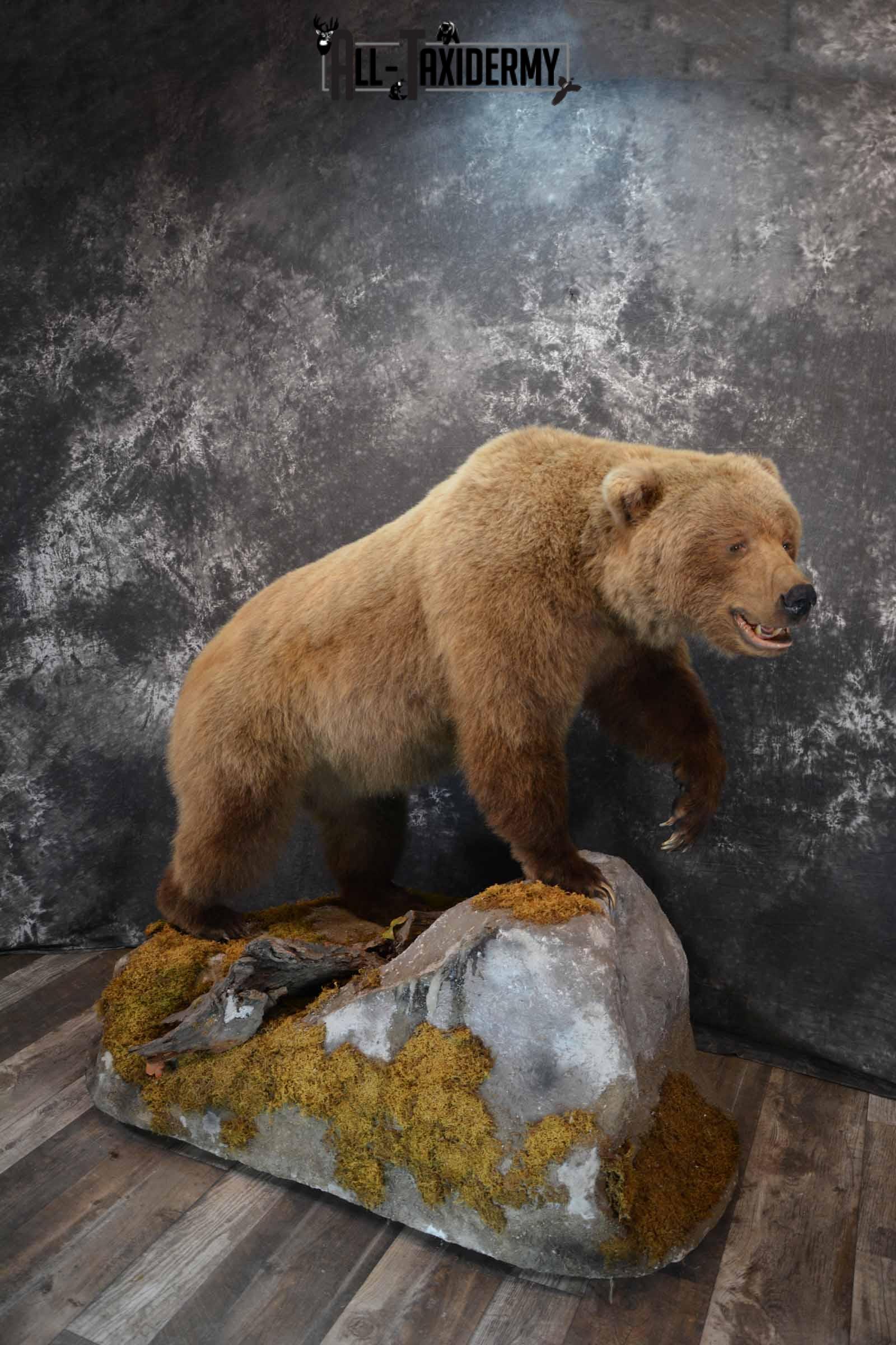 Grizzly Bear taxidermy mount for sale SKU 1254 - Image 2