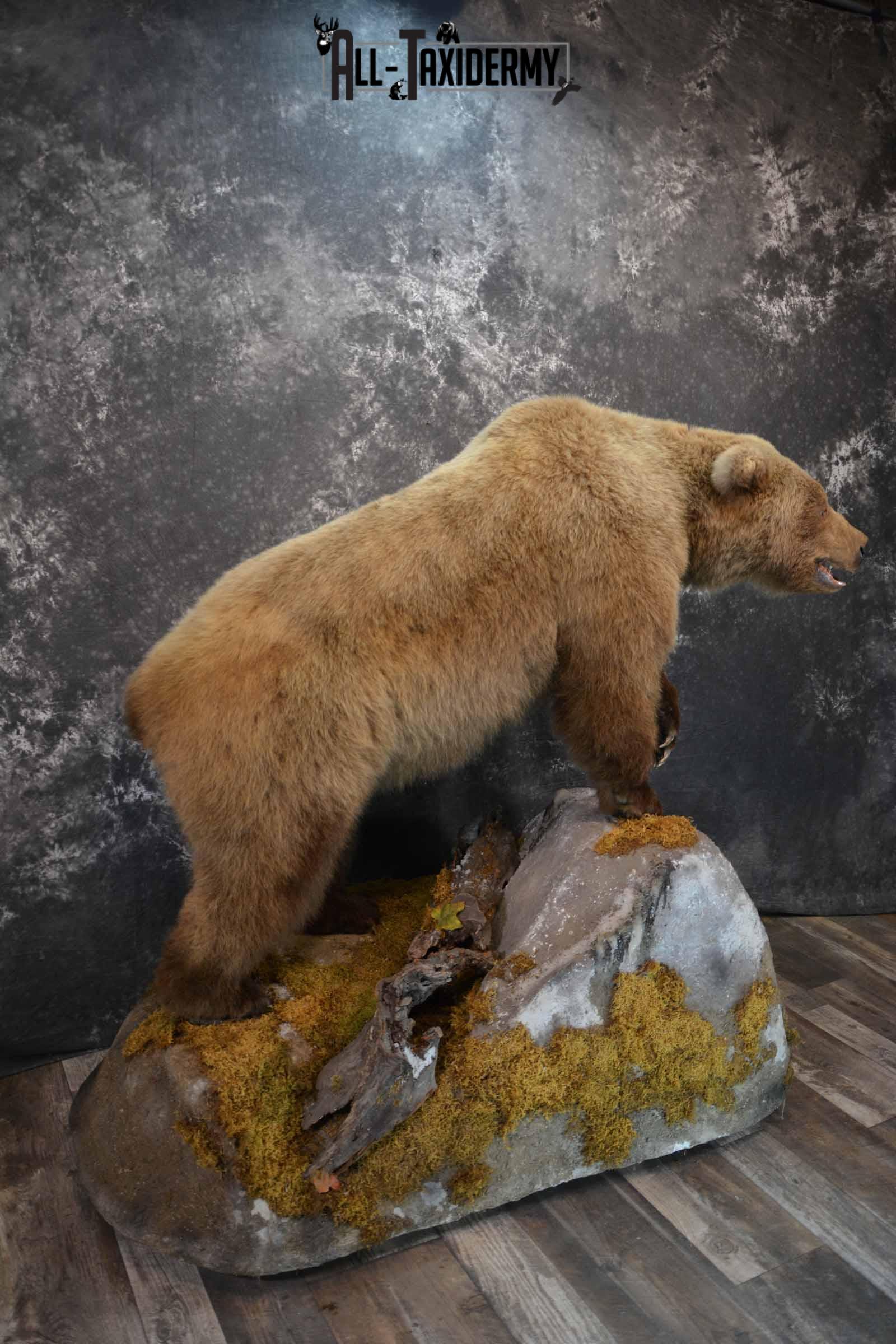 Grizzly Bear taxidermy mount for sale SKU 1254 - Image 4