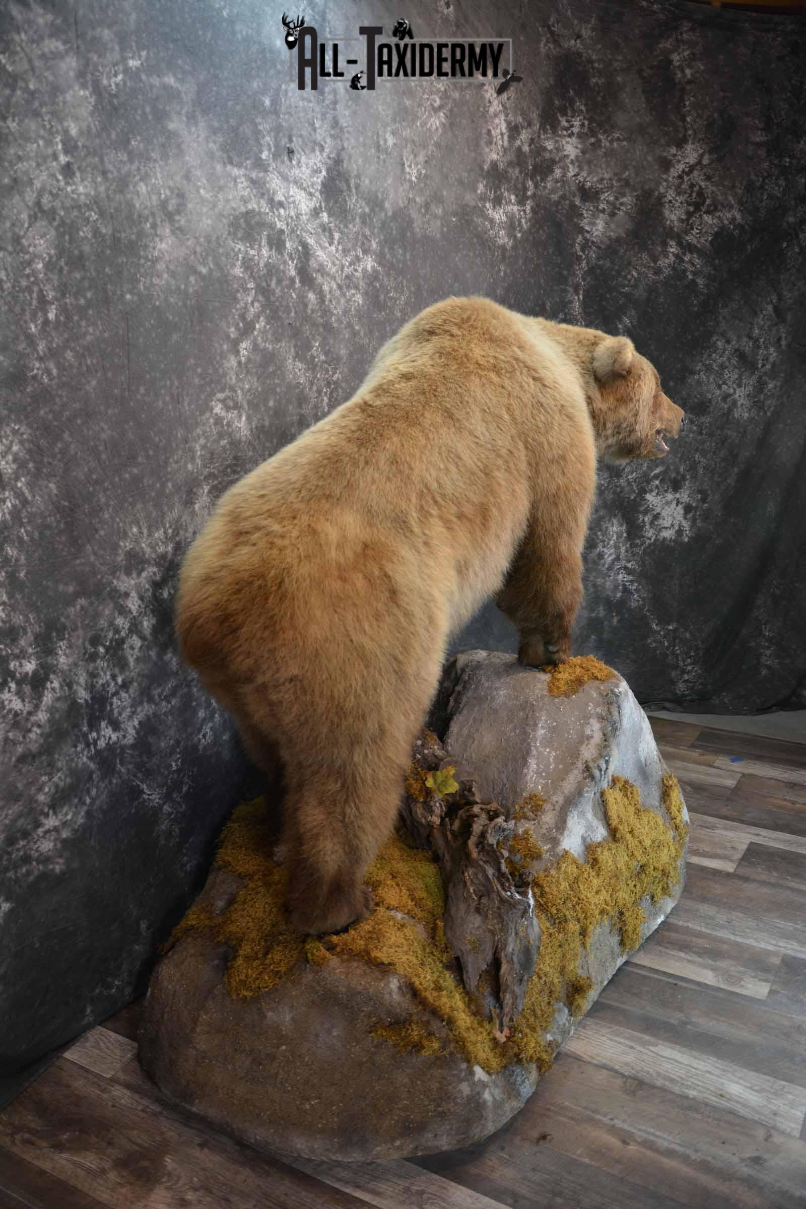 Grizzly Bear taxidermy mount for sale SKU 1254 - Image 5