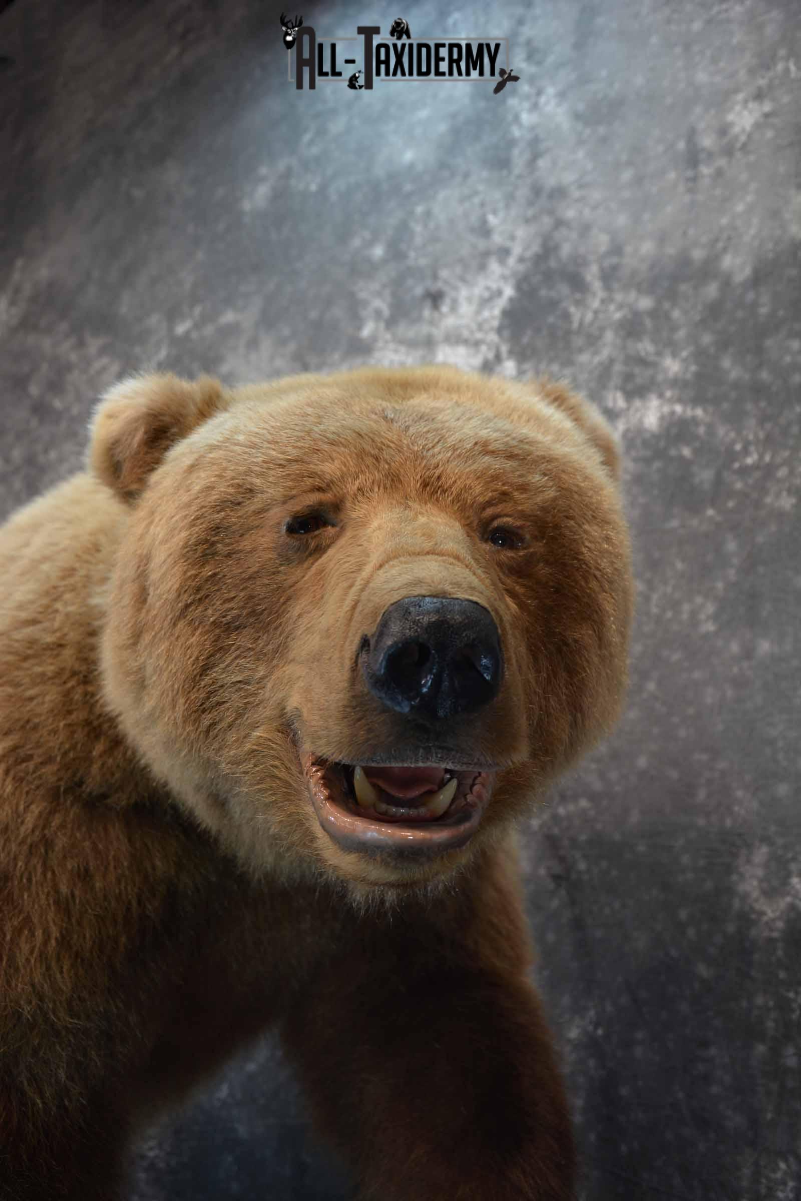 Grizzly Bear taxidermy mount for sale SKU 1254 - Image 6