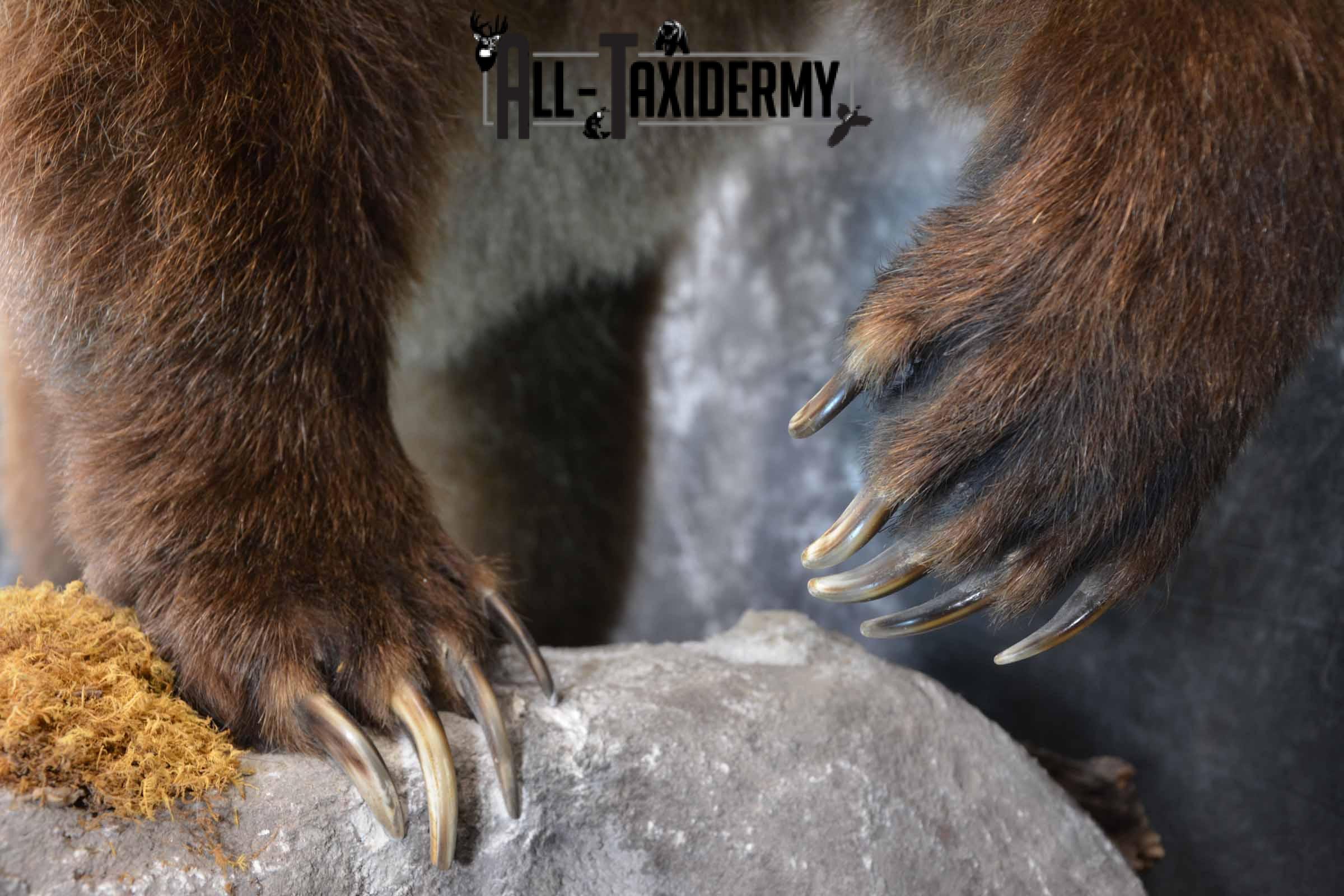 Grizzly Bear taxidermy mount for sale SKU 1254 - Image 7