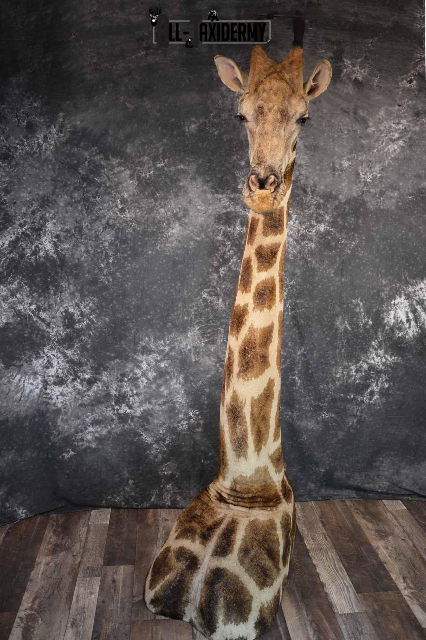 Giraffe Taxidermy shoulder mount for sale SKU 1262