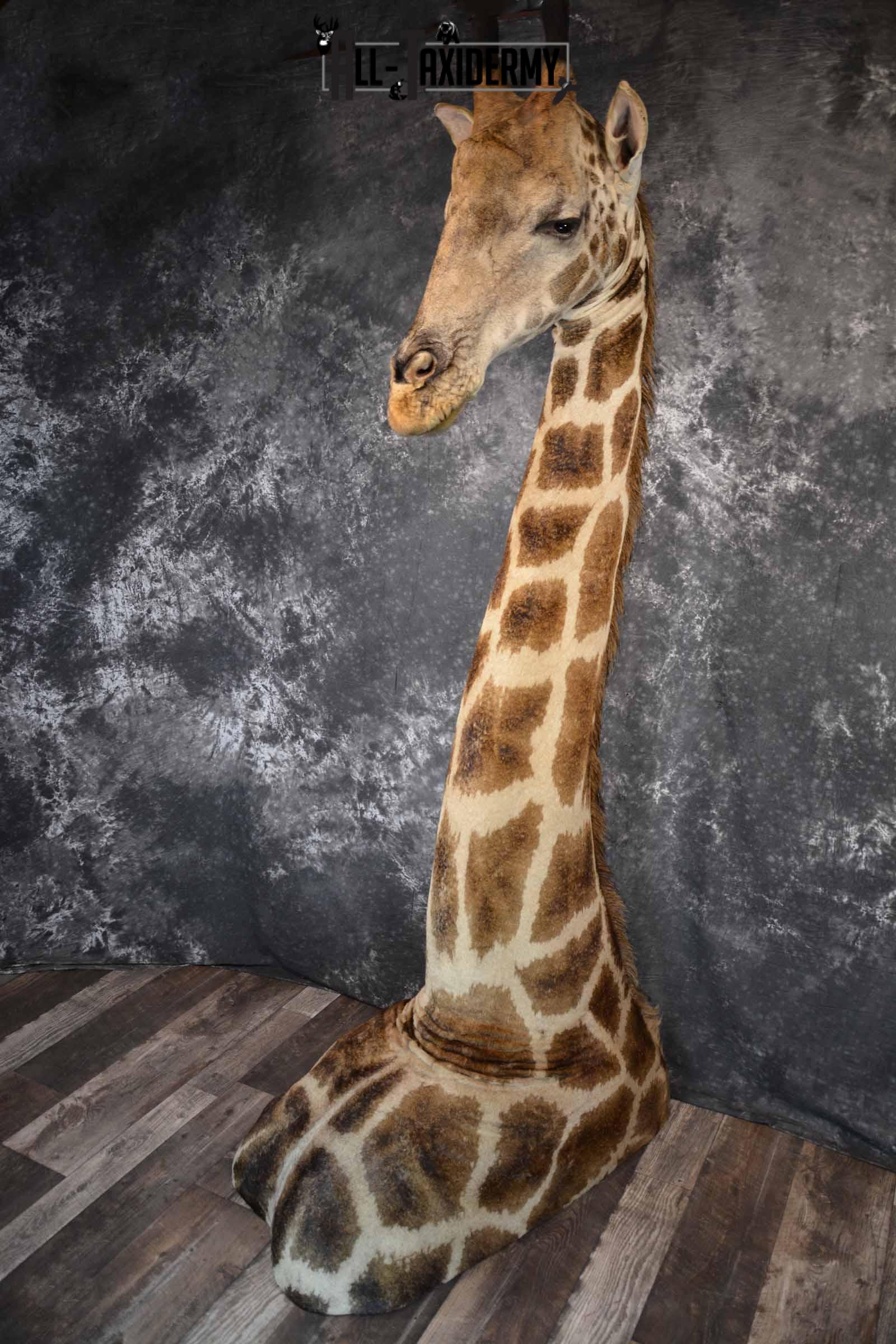 Giraffe Taxidermy shoulder mount for sale SKU 1262 - Image 2